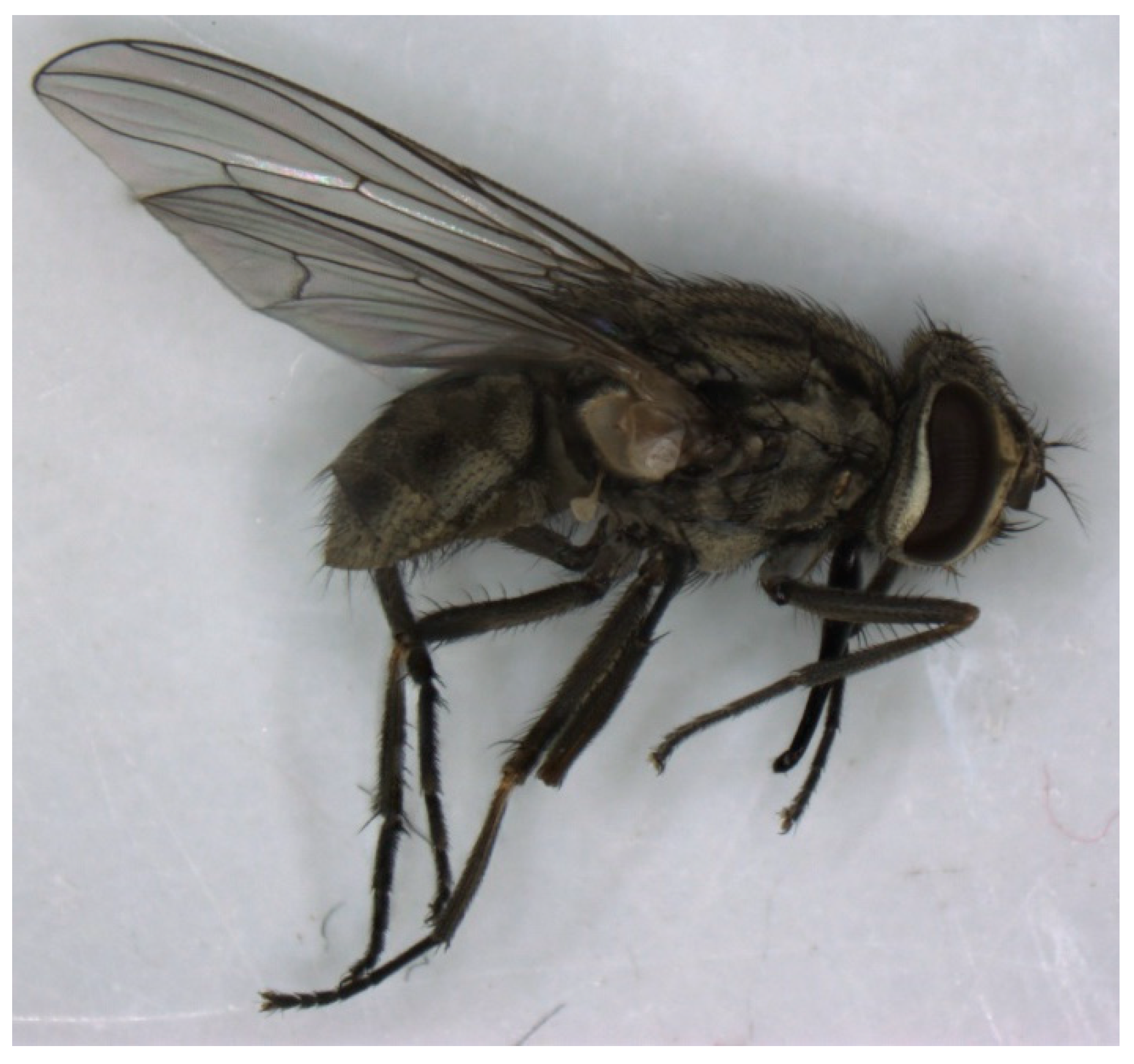 Pathogens 12 00568 g004 Pathogens 12 00568 g004