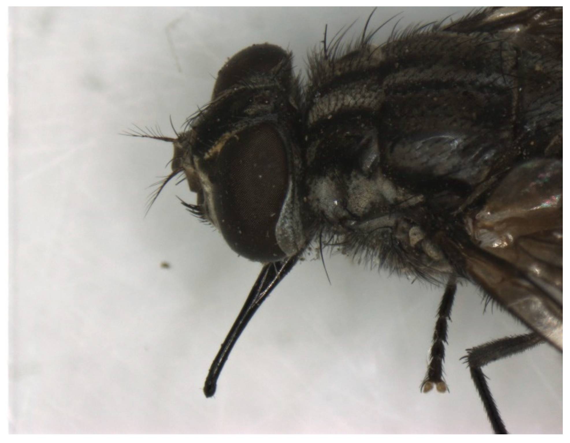 Pathogens 12 00568 g005 Pathogens 12 00568 g005