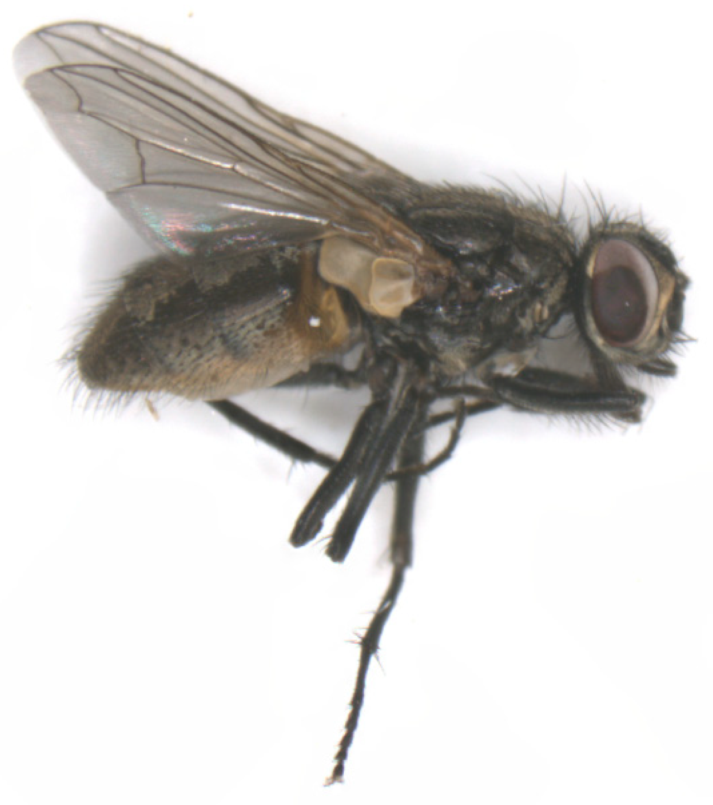 Pathogens 12 00568 g006 Pathogens 12 00568 g006