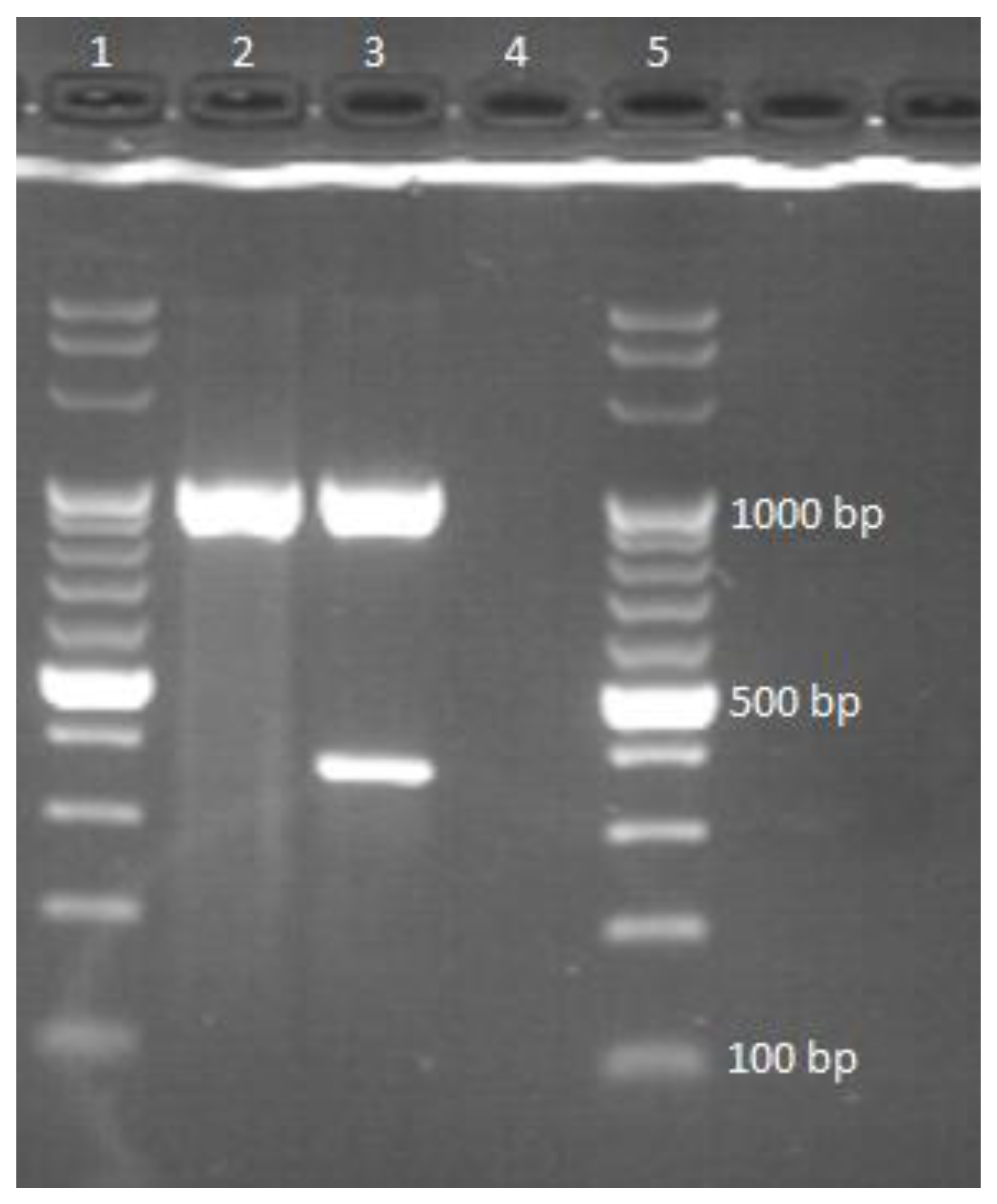 Pathogens 12 00570 g002