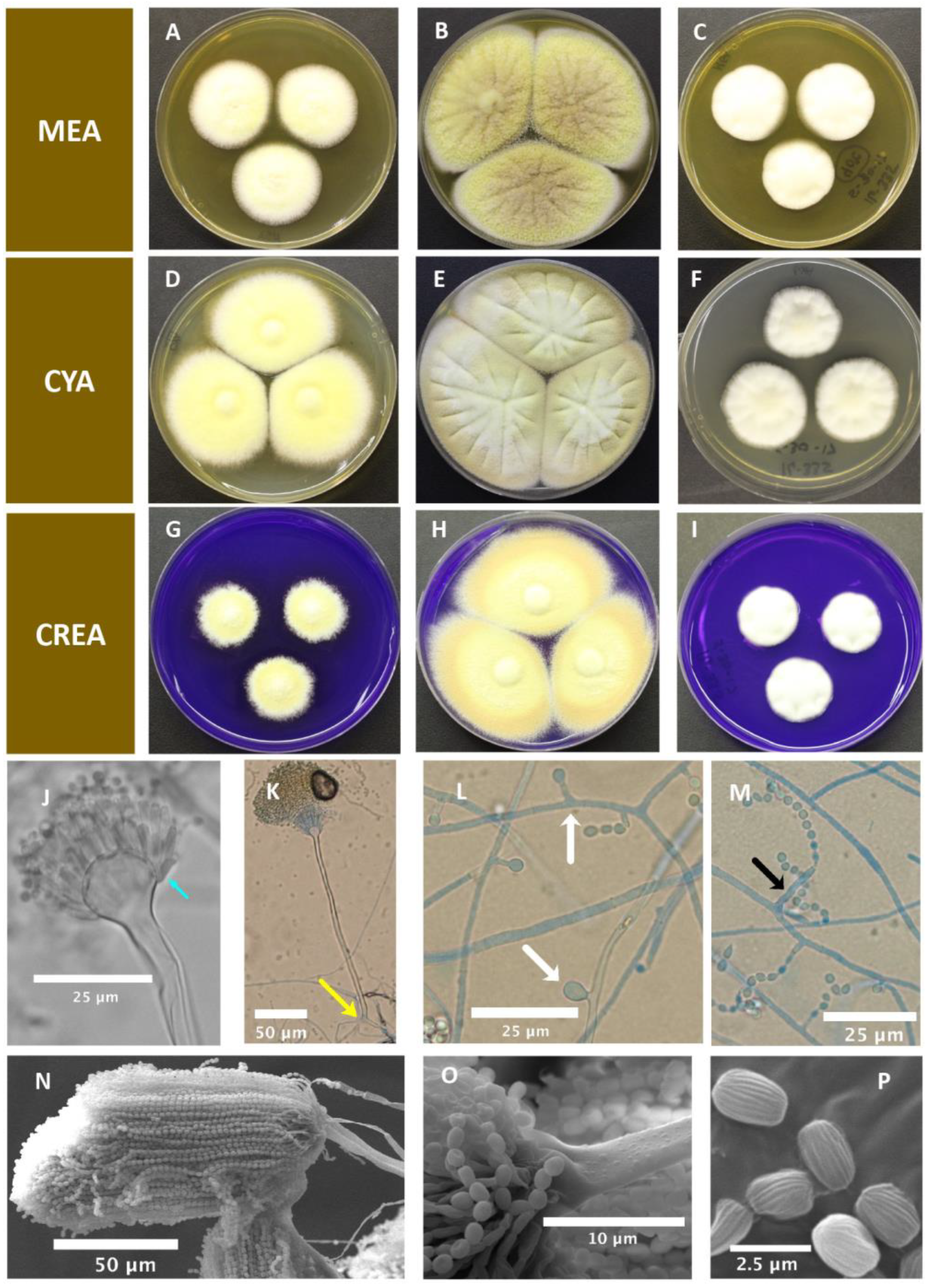 Pathogens 12 00579 g004