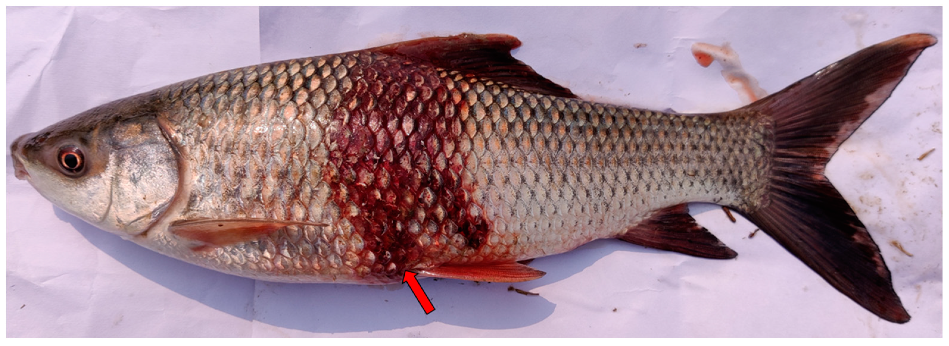 Pathogens 12 00598 g001 Pathogens 12 00598 g001