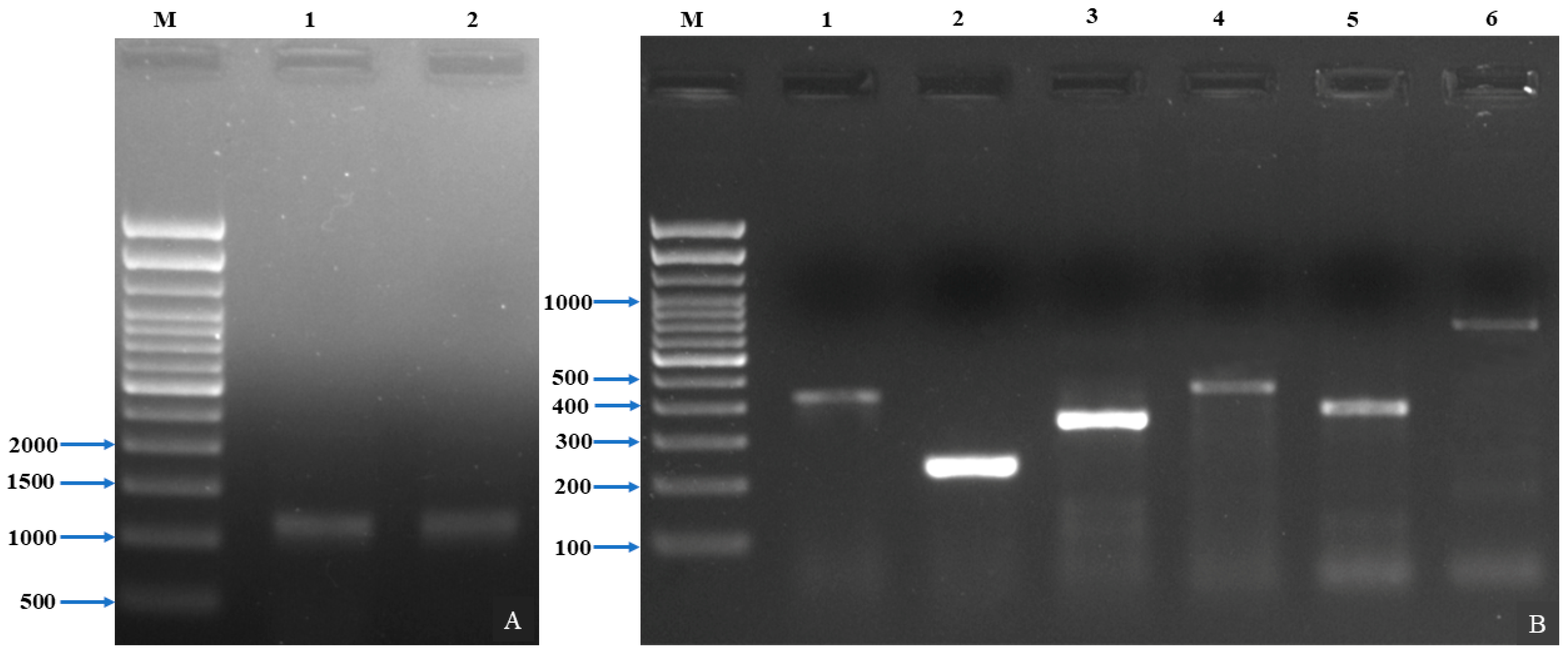 Pathogens 12 00598 g003 Pathogens 12 00598 g003