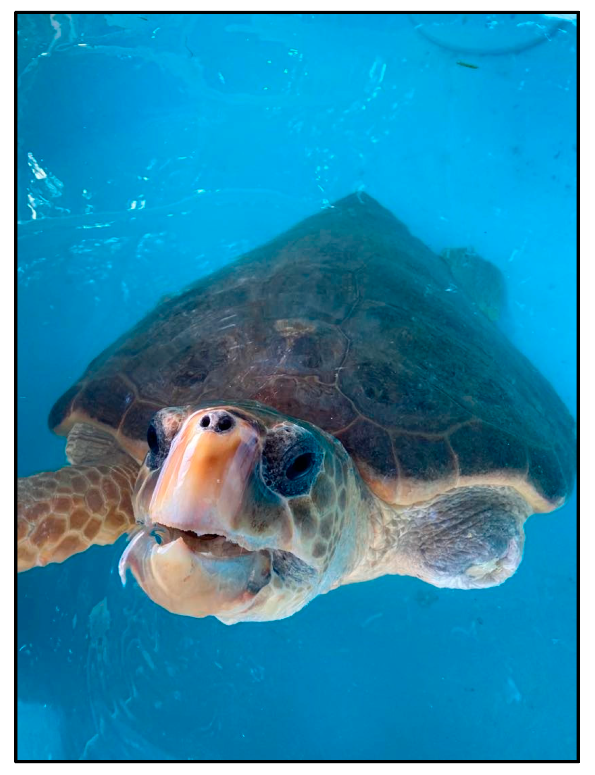 Pathogens 12 00601 g002