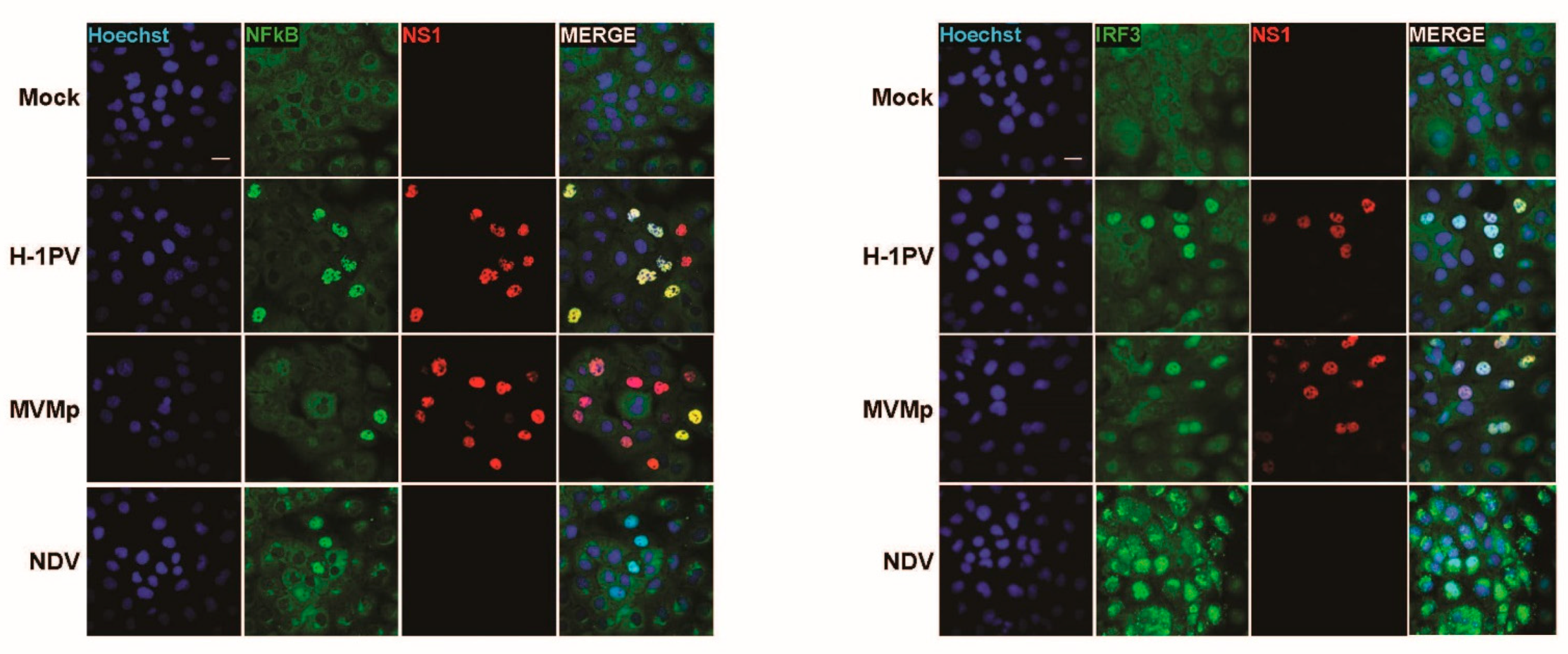 Pathogens 12 00607 g003