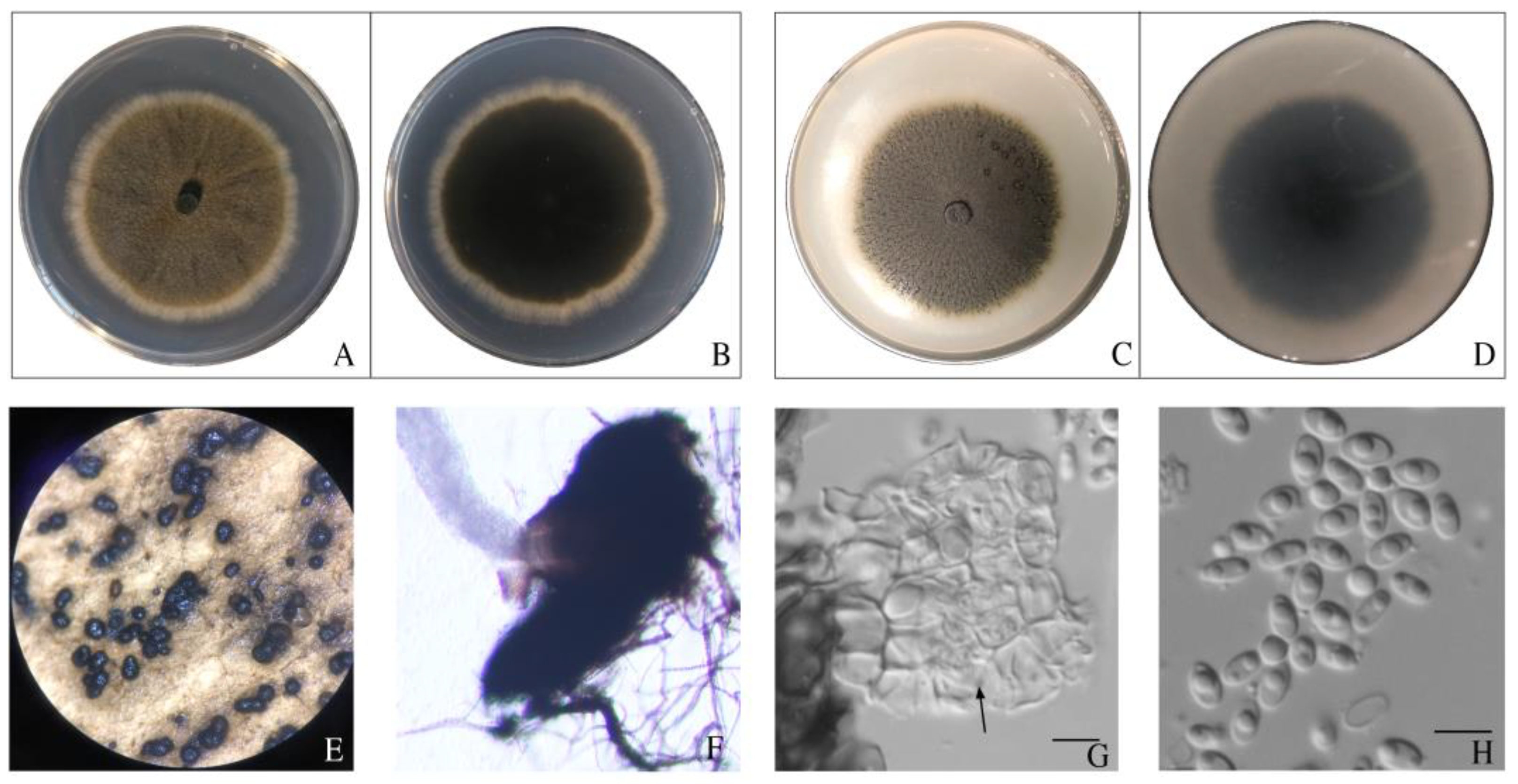 Pathogens 12 00621 g006 Pathogens 12 00621 g006