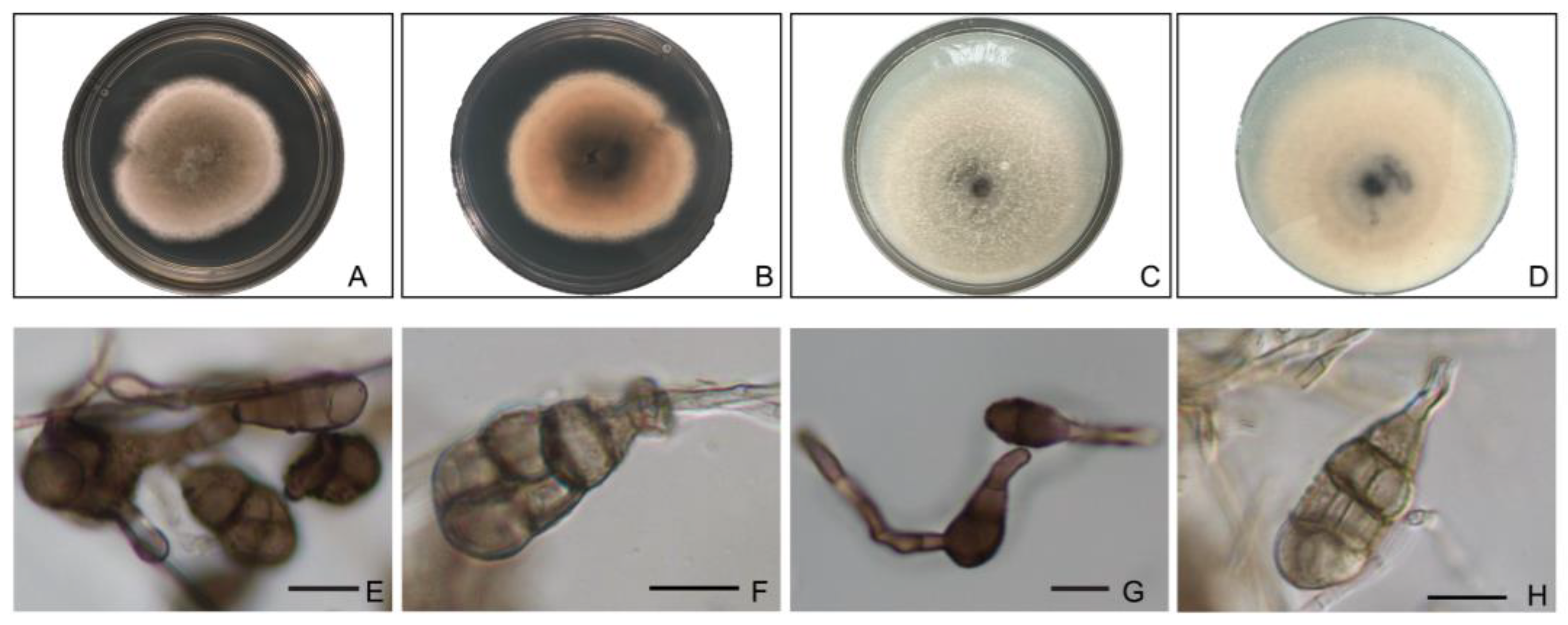 Pathogens 12 00621 g007 Pathogens 12 00621 g007