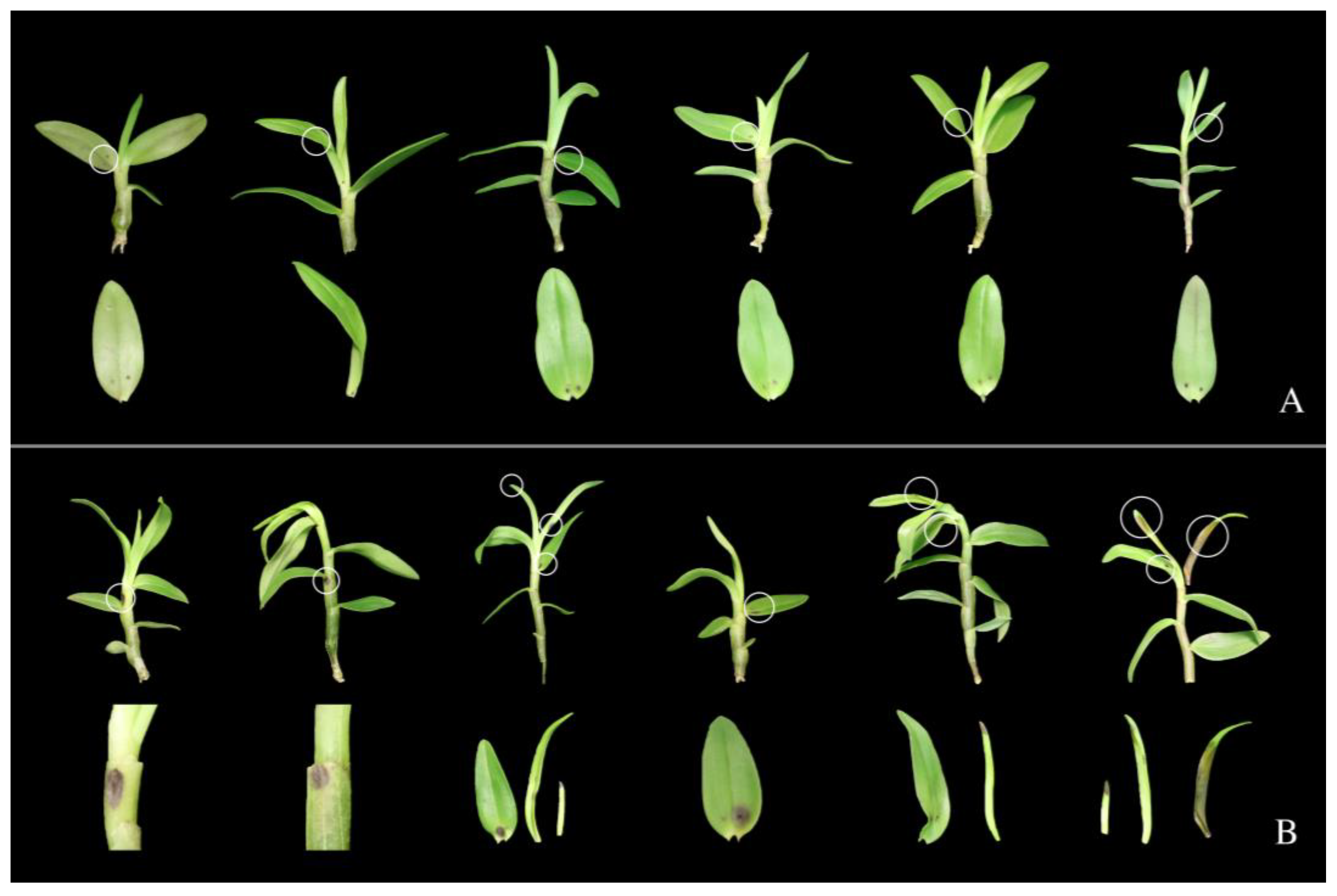 Pathogens 12 00621 g011 Pathogens 12 00621 g011