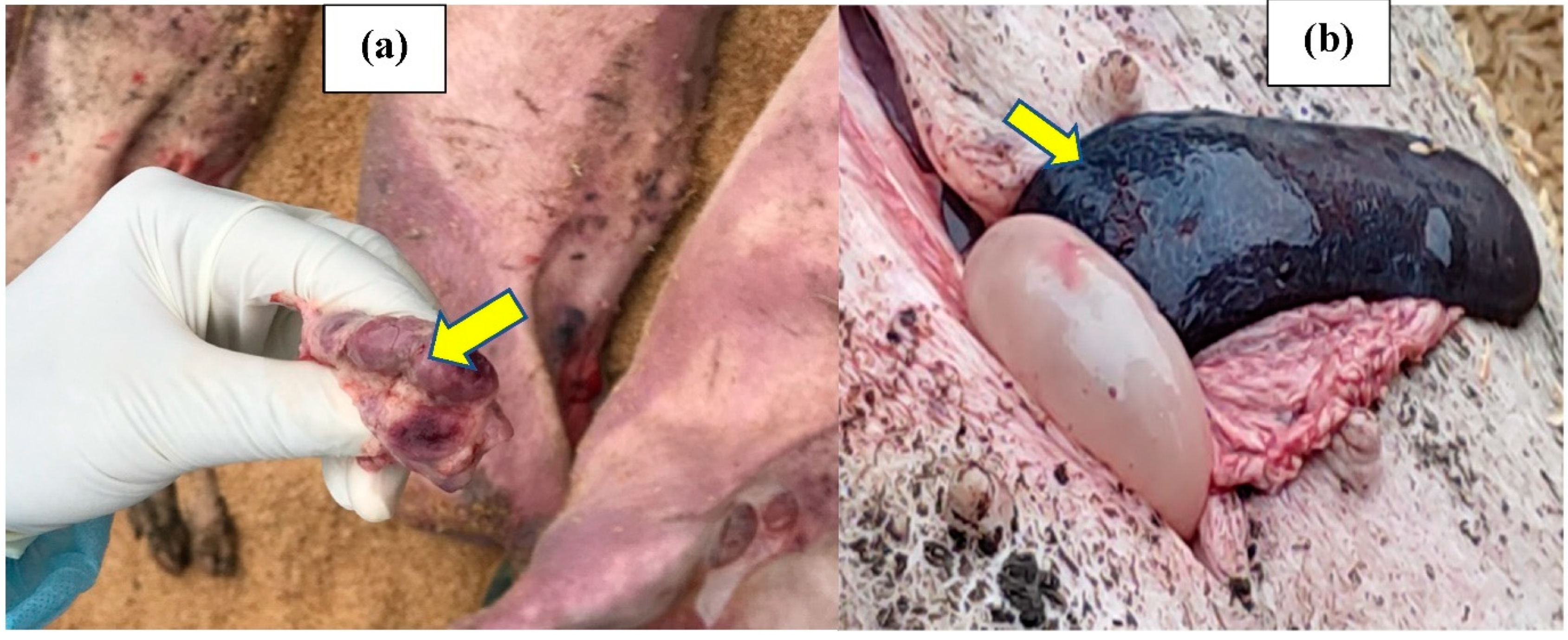 Pathogens 12 00628 g002 Pathogens 12 00628 g002