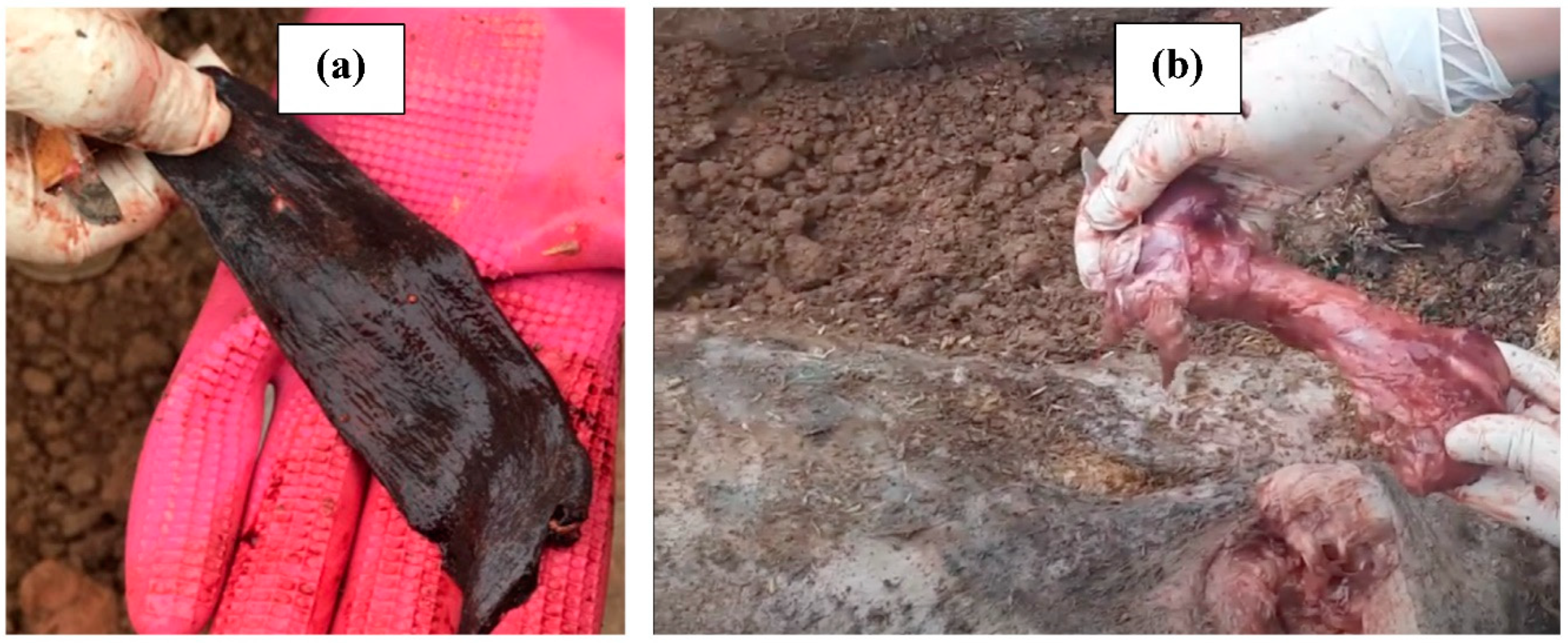 Pathogens 12 00628 g003 Pathogens 12 00628 g003