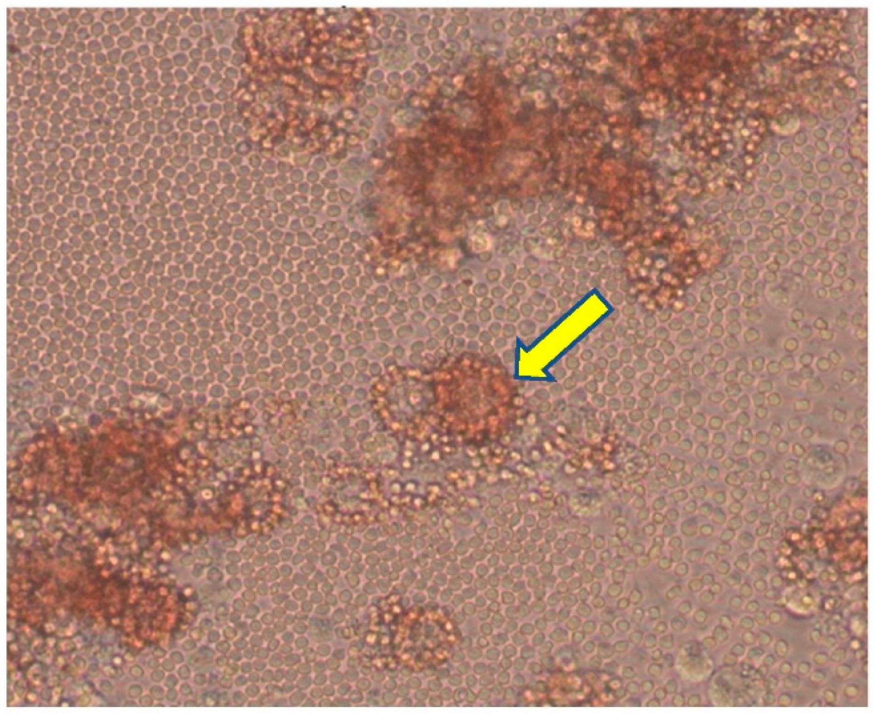 Pathogens 12 00628 g004 Pathogens 12 00628 g004