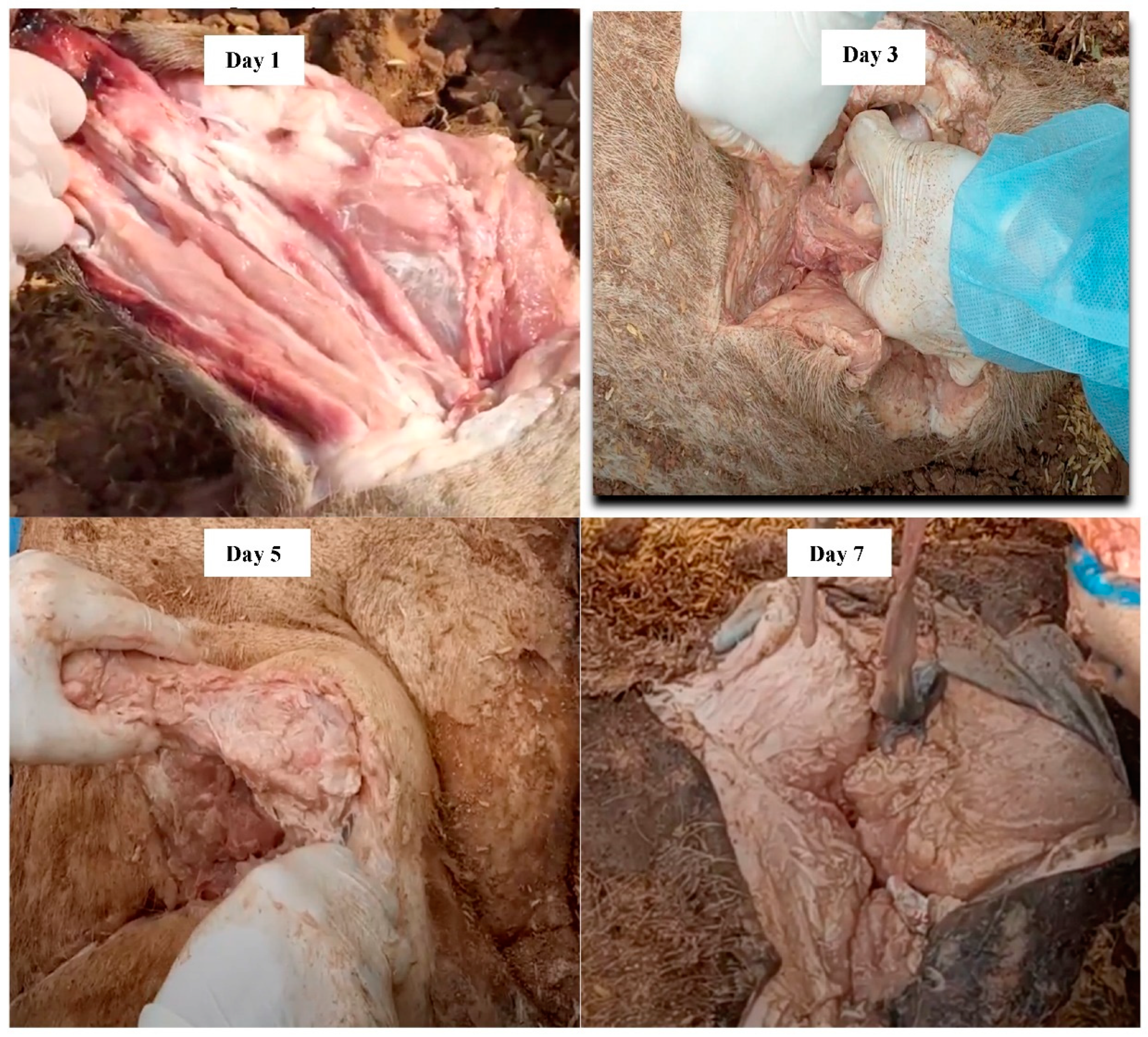 Pathogens 12 00628 g009a Pathogens 12 00628 g009a