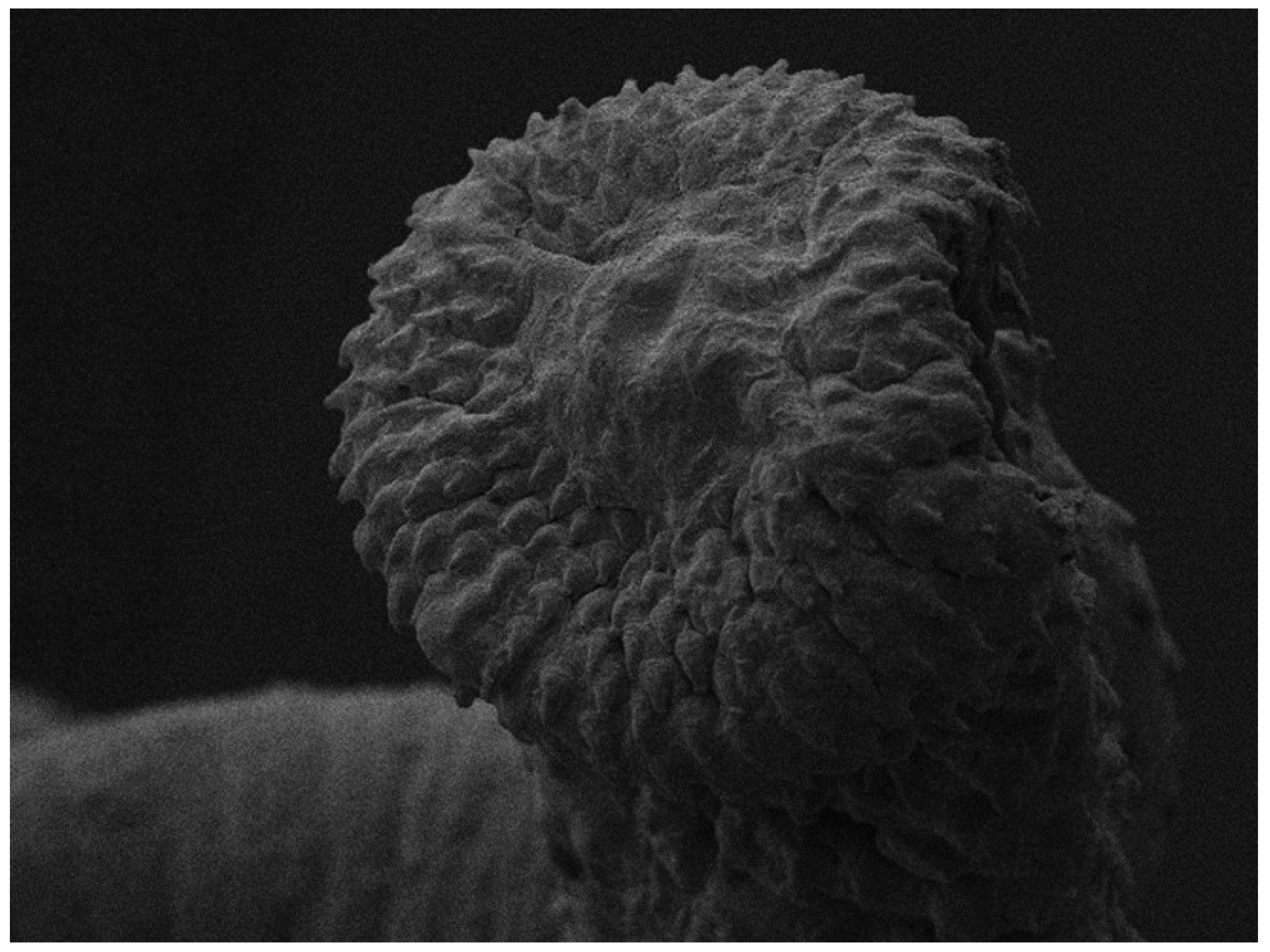Pathogens 12 00663 g003 Pathogens 12 00663 g003