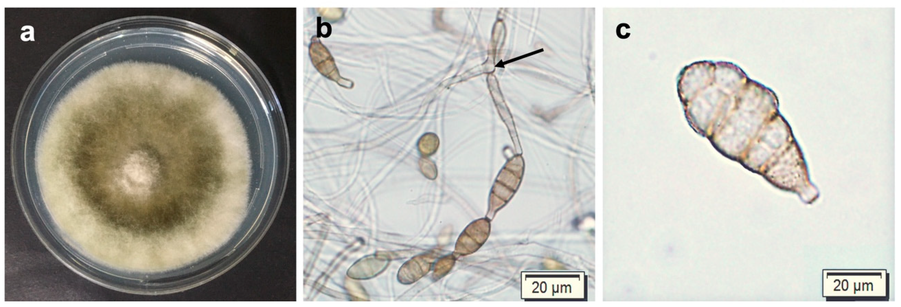Pathogens 12 00672 g003 Pathogens 12 00672 g003