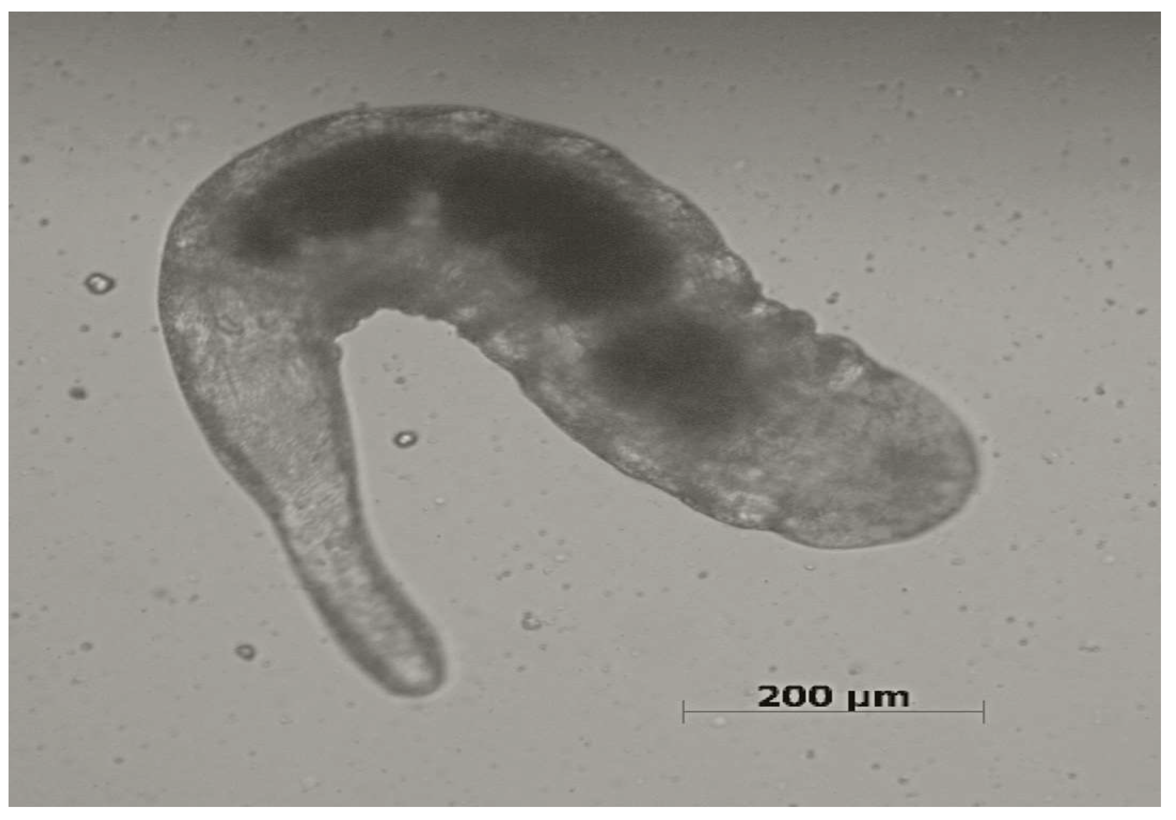 Pathogens 12 00676 g002 Pathogens 12 00676 g002