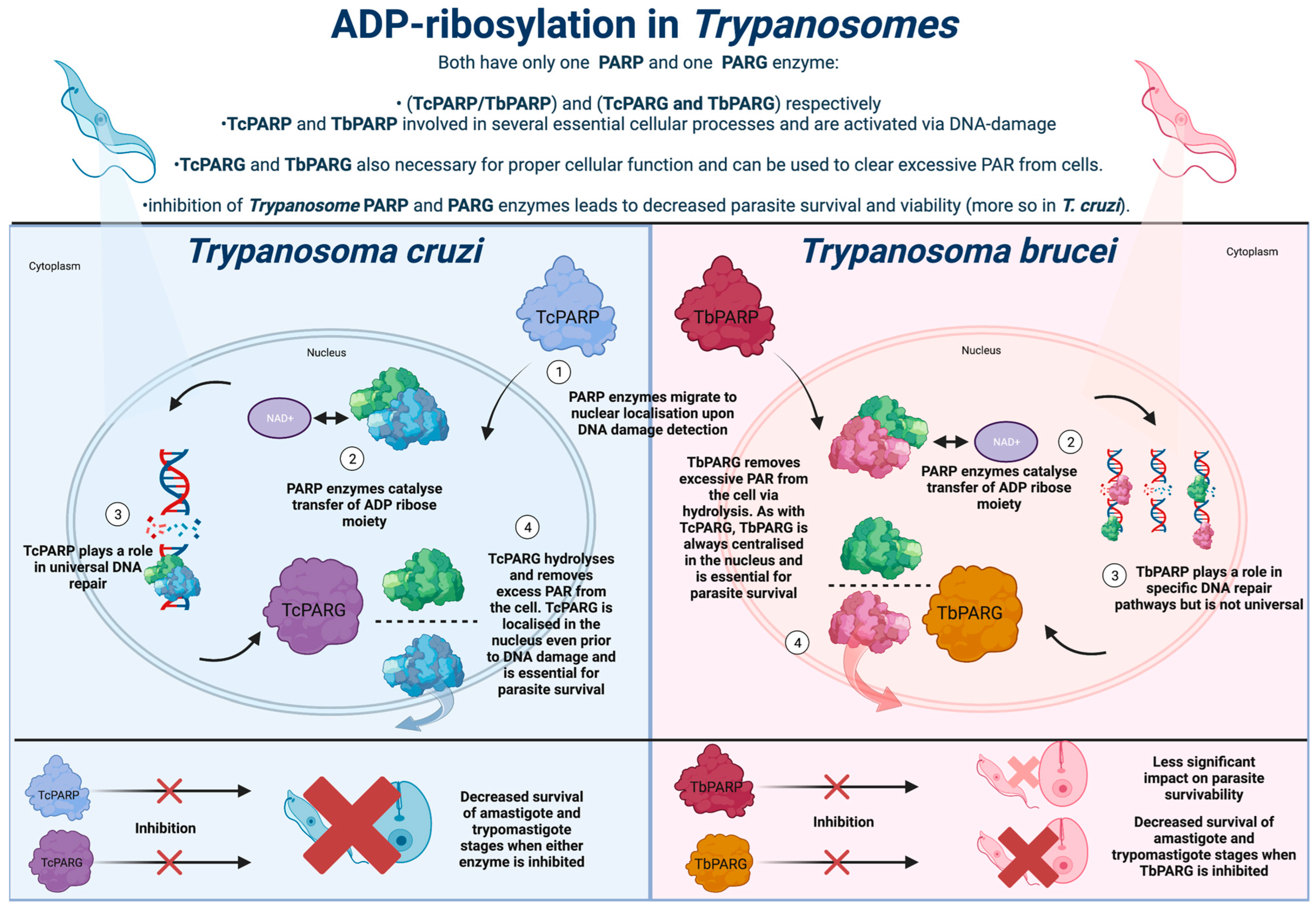 Pathogens 12 00708 g001