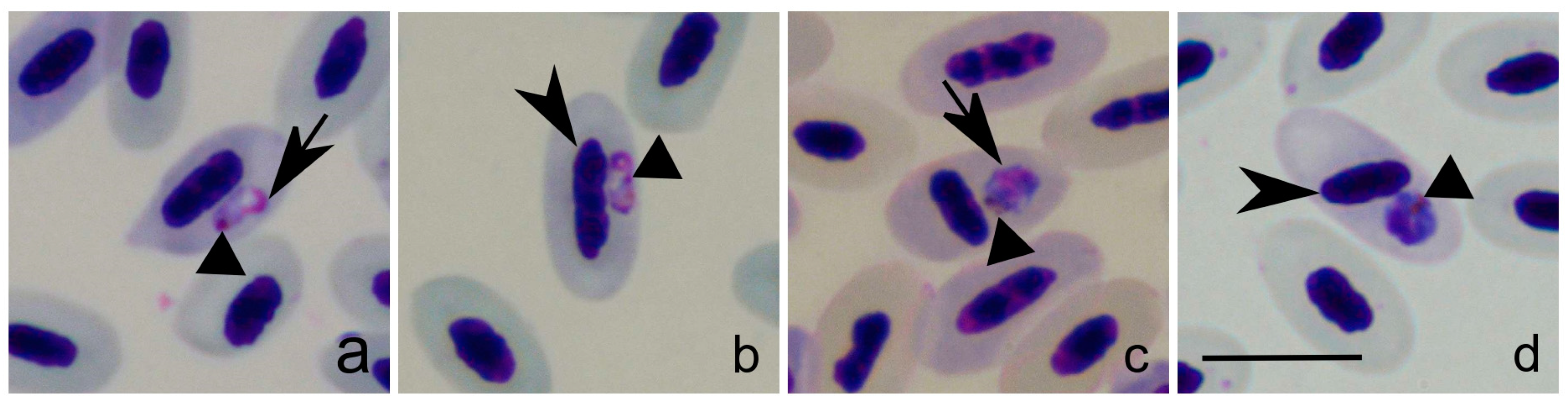 Pathogens 12 00712 g001 Pathogens 12 00712 g001