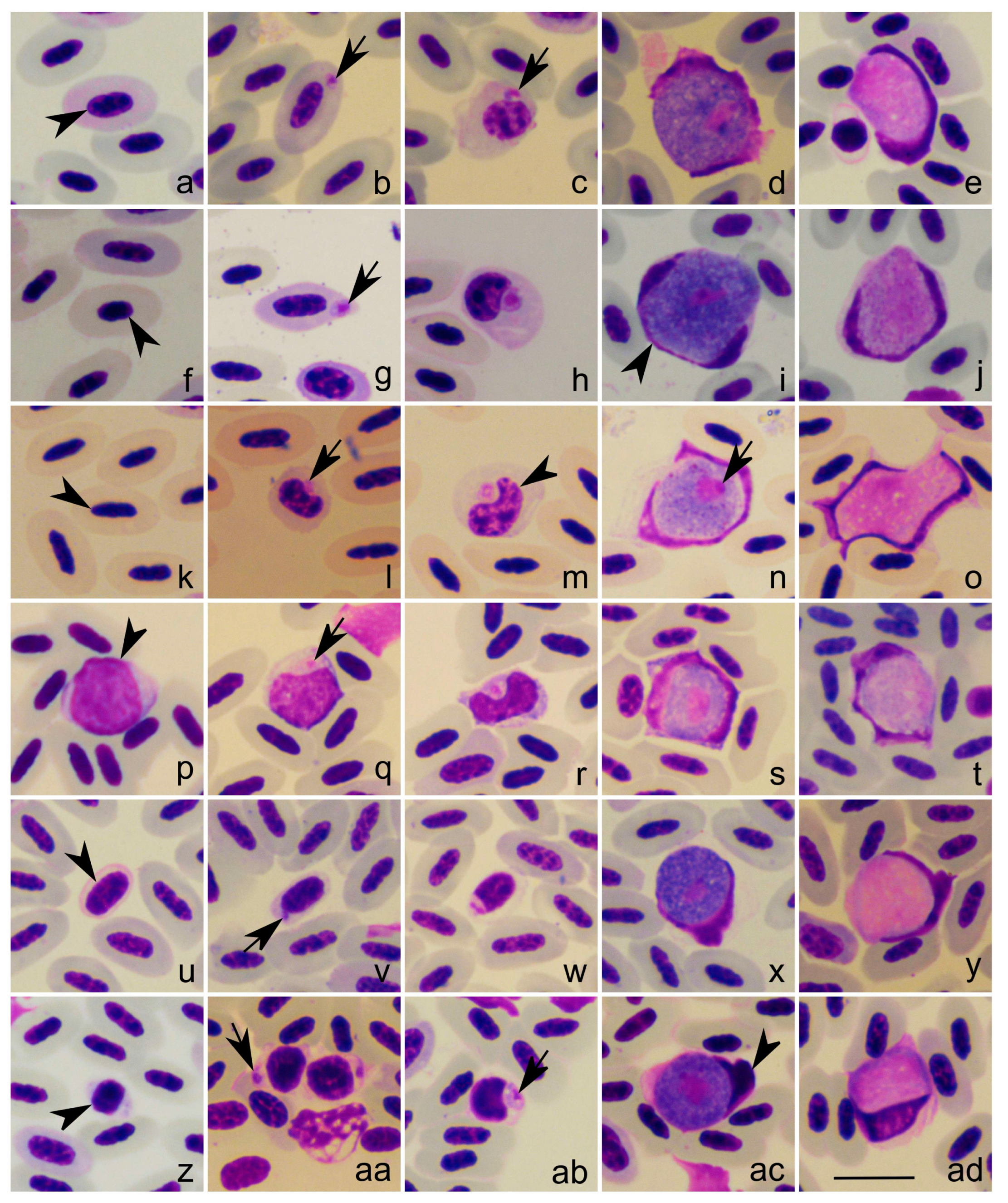 Pathogens 12 00712 g002 Pathogens 12 00712 g002