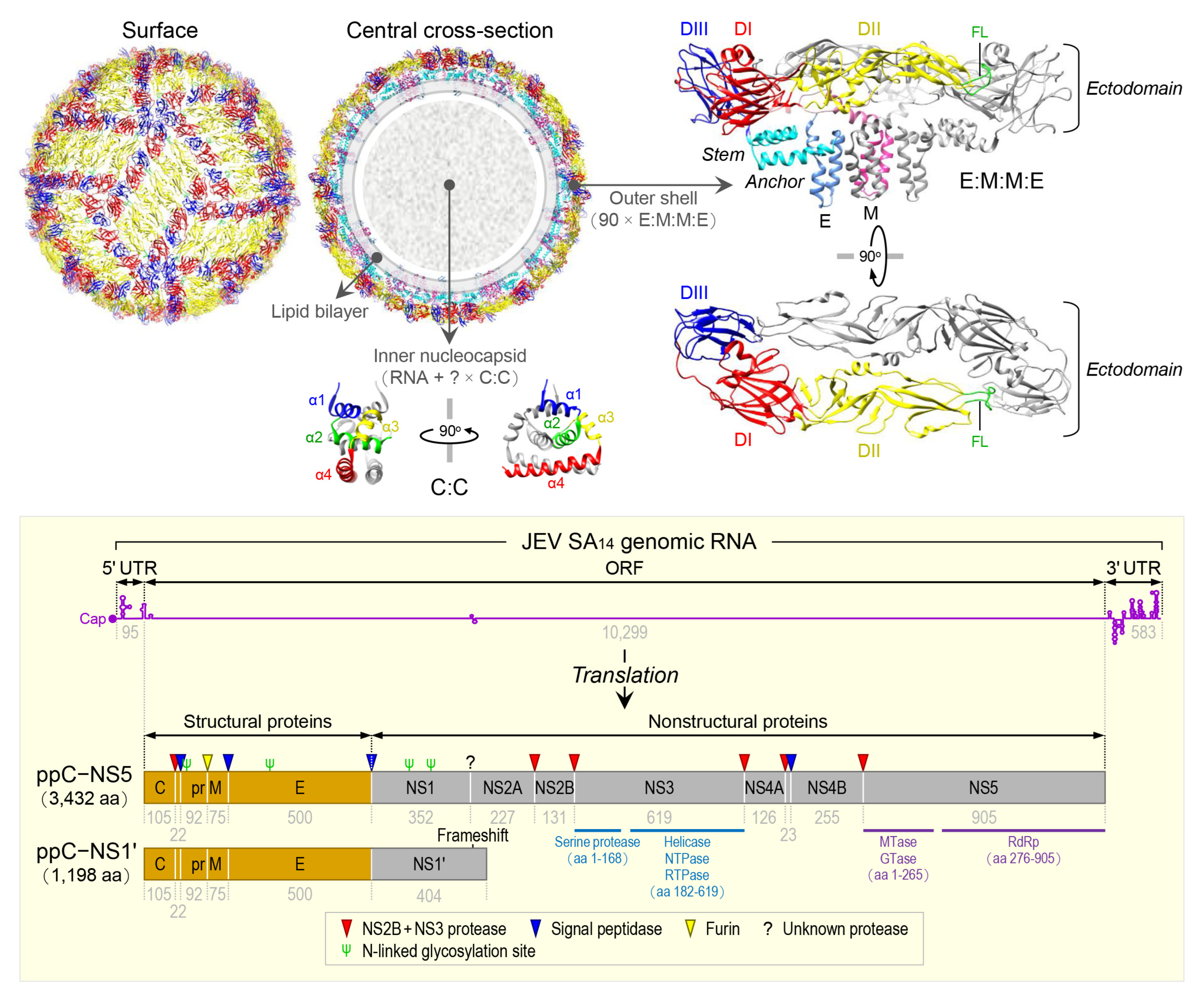 Pathogens 12 00715 g001