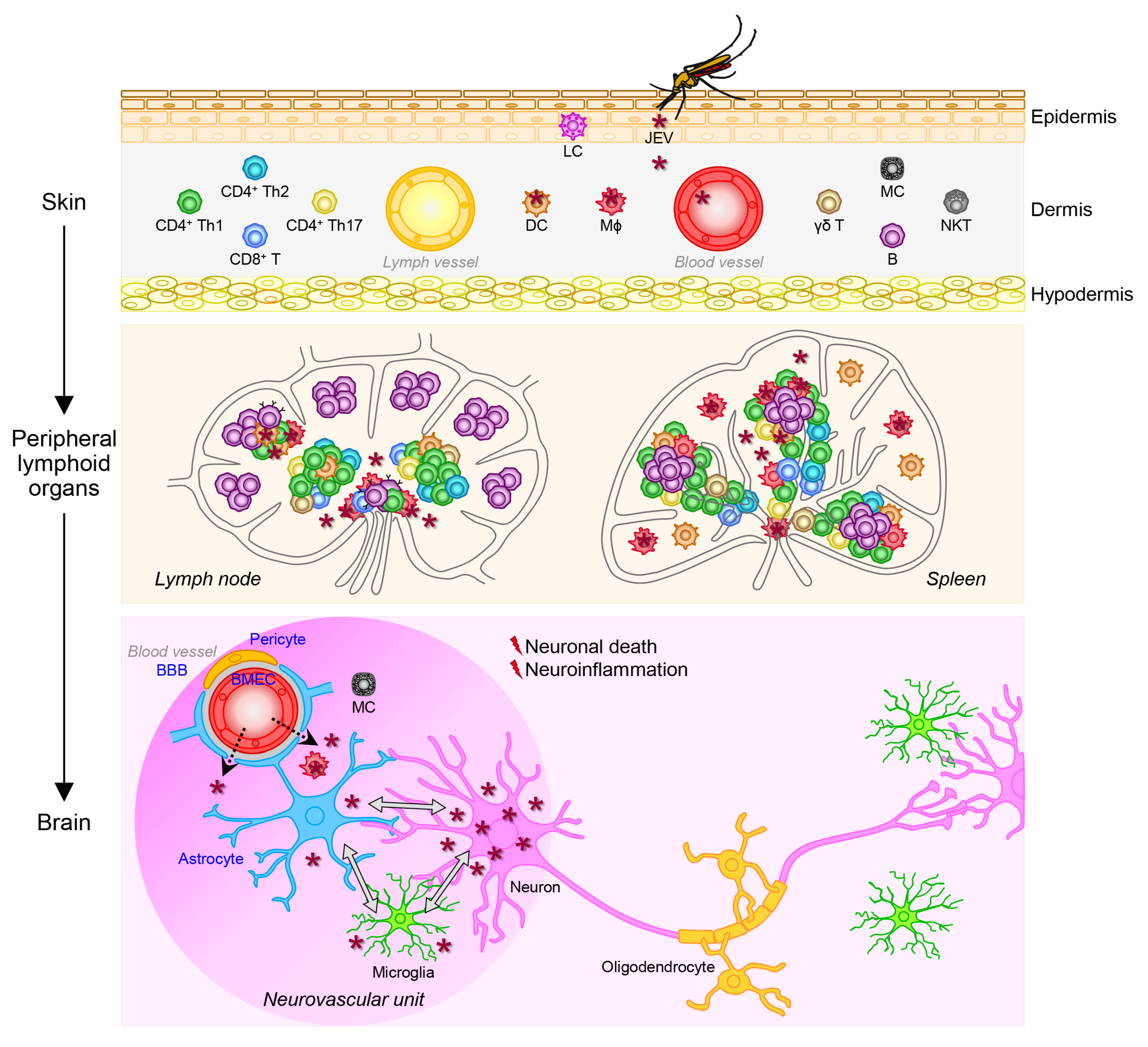 Pathogens 12 00715 g004