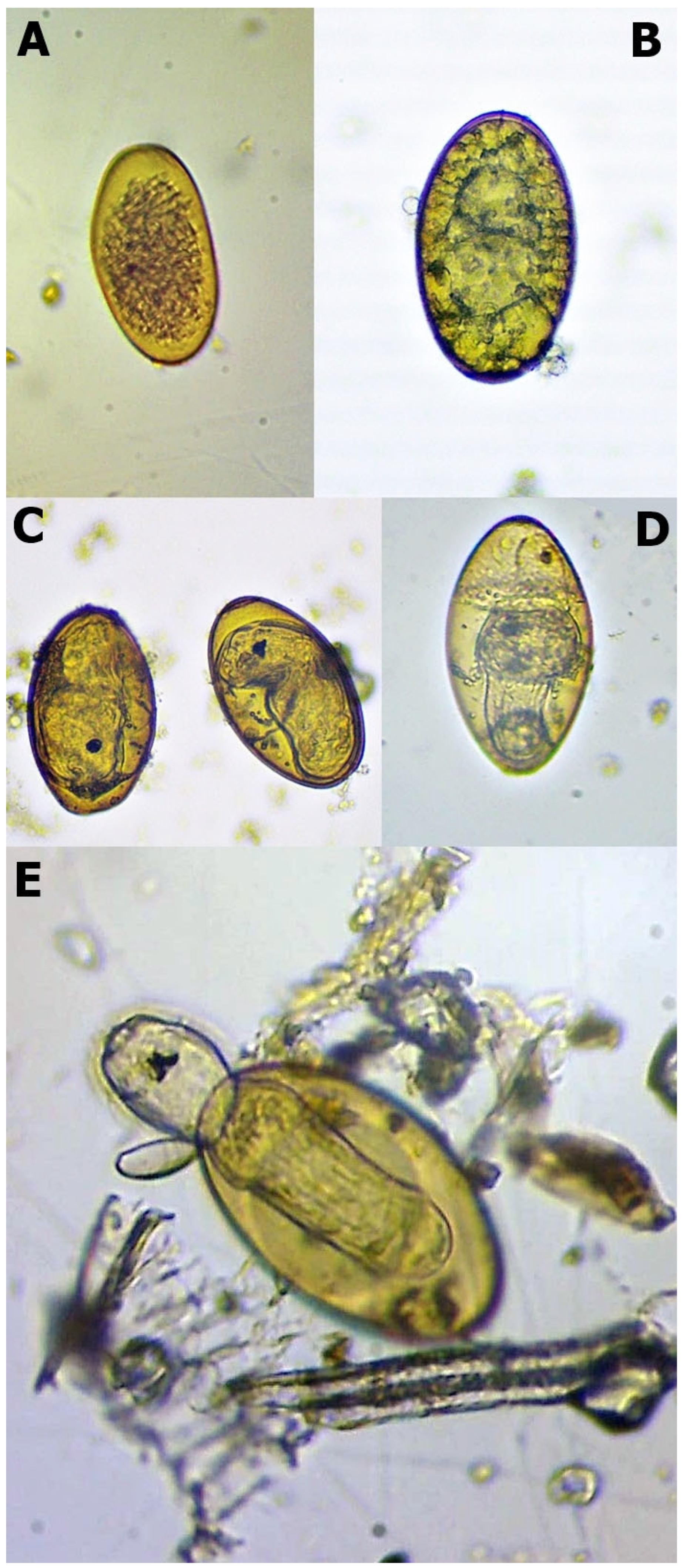 Pathogens 12 00741 g001