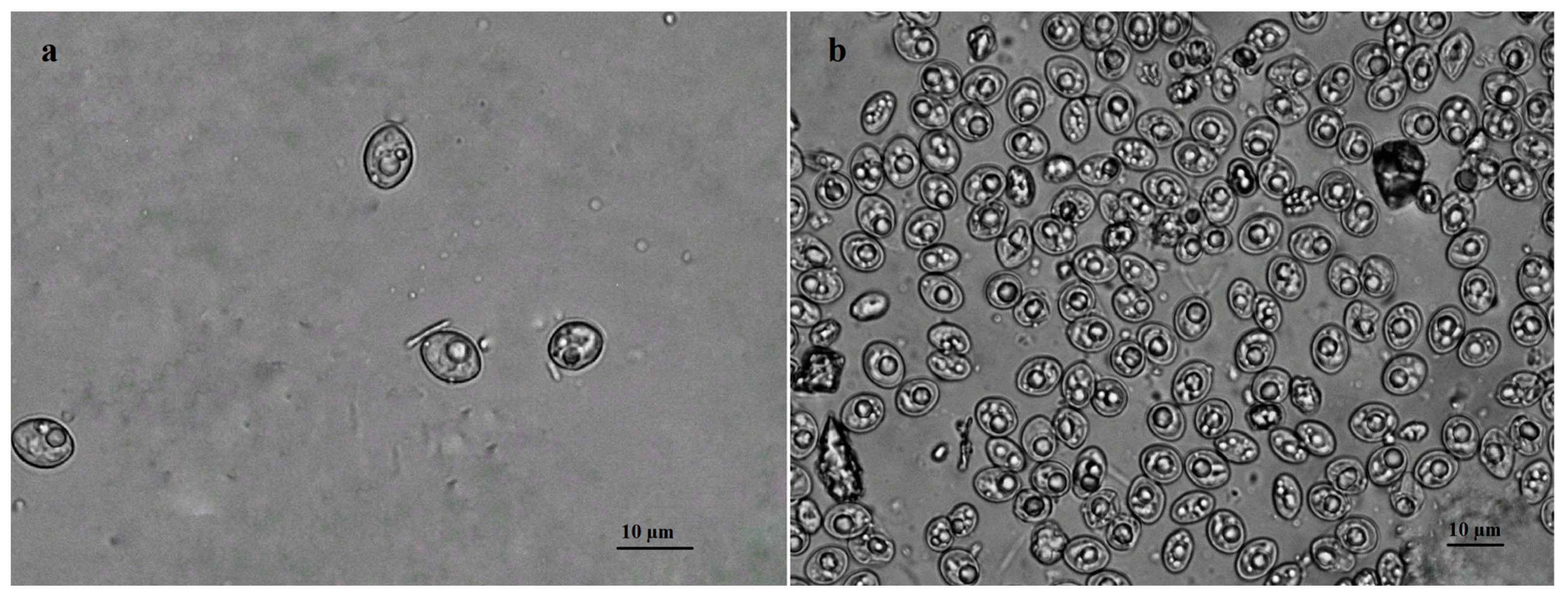 Pathogens 12 00752 g001