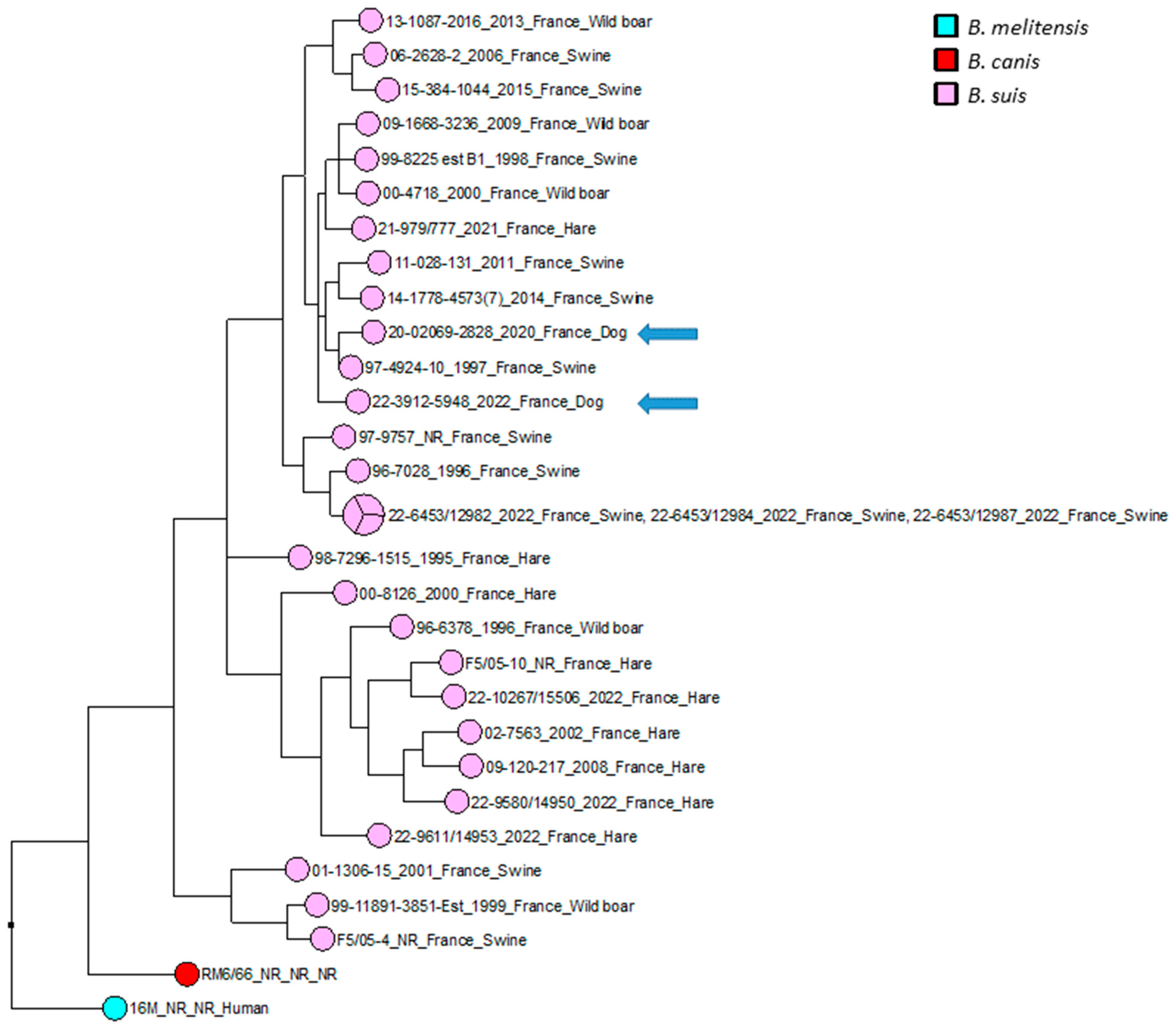 Pathogens 12 00792 g003 Pathogens 12 00792 g003