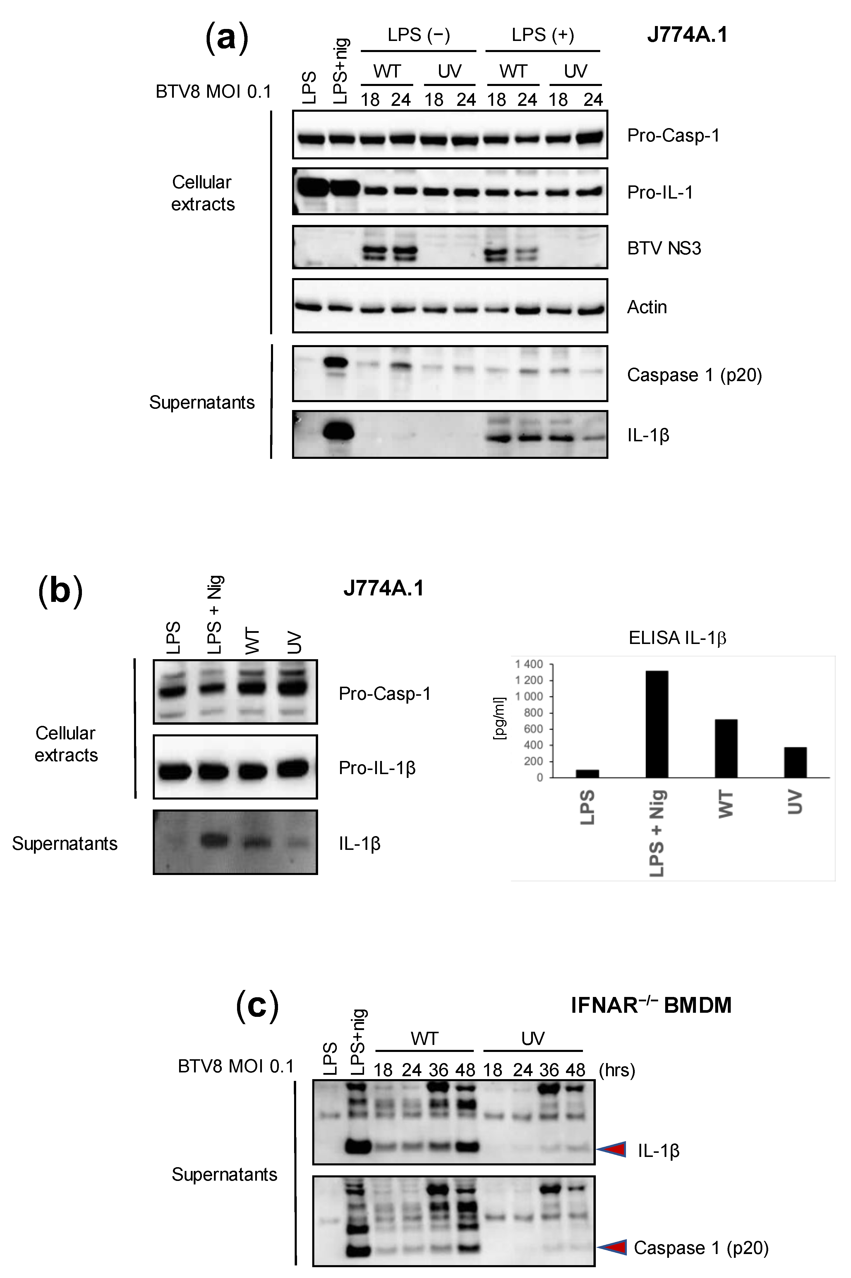 Pathogens 12 00801 g001 Pathogens 12 00801 g001