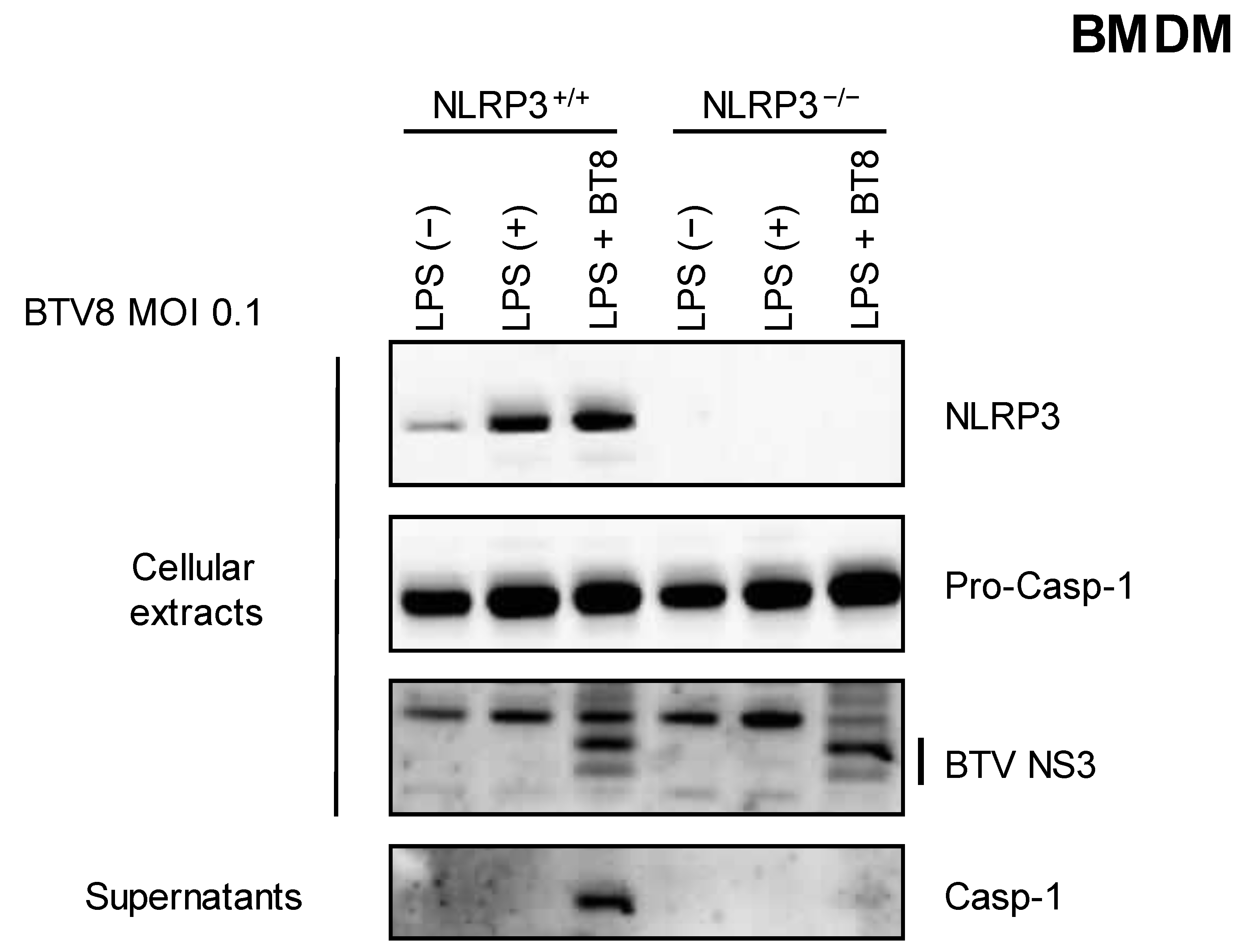Pathogens 12 00801 g002 Pathogens 12 00801 g002