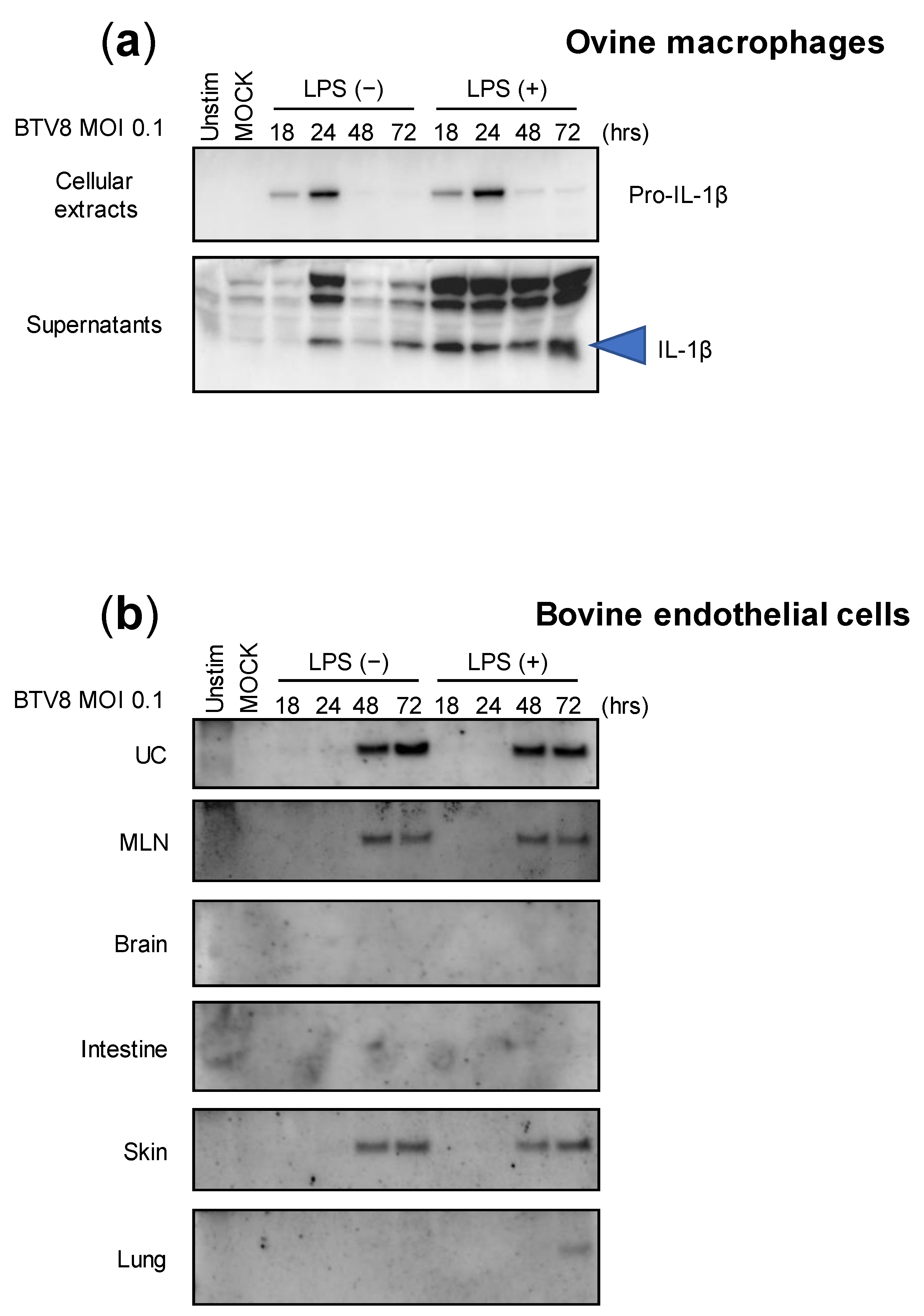 Pathogens 12 00801 g003 Pathogens 12 00801 g003