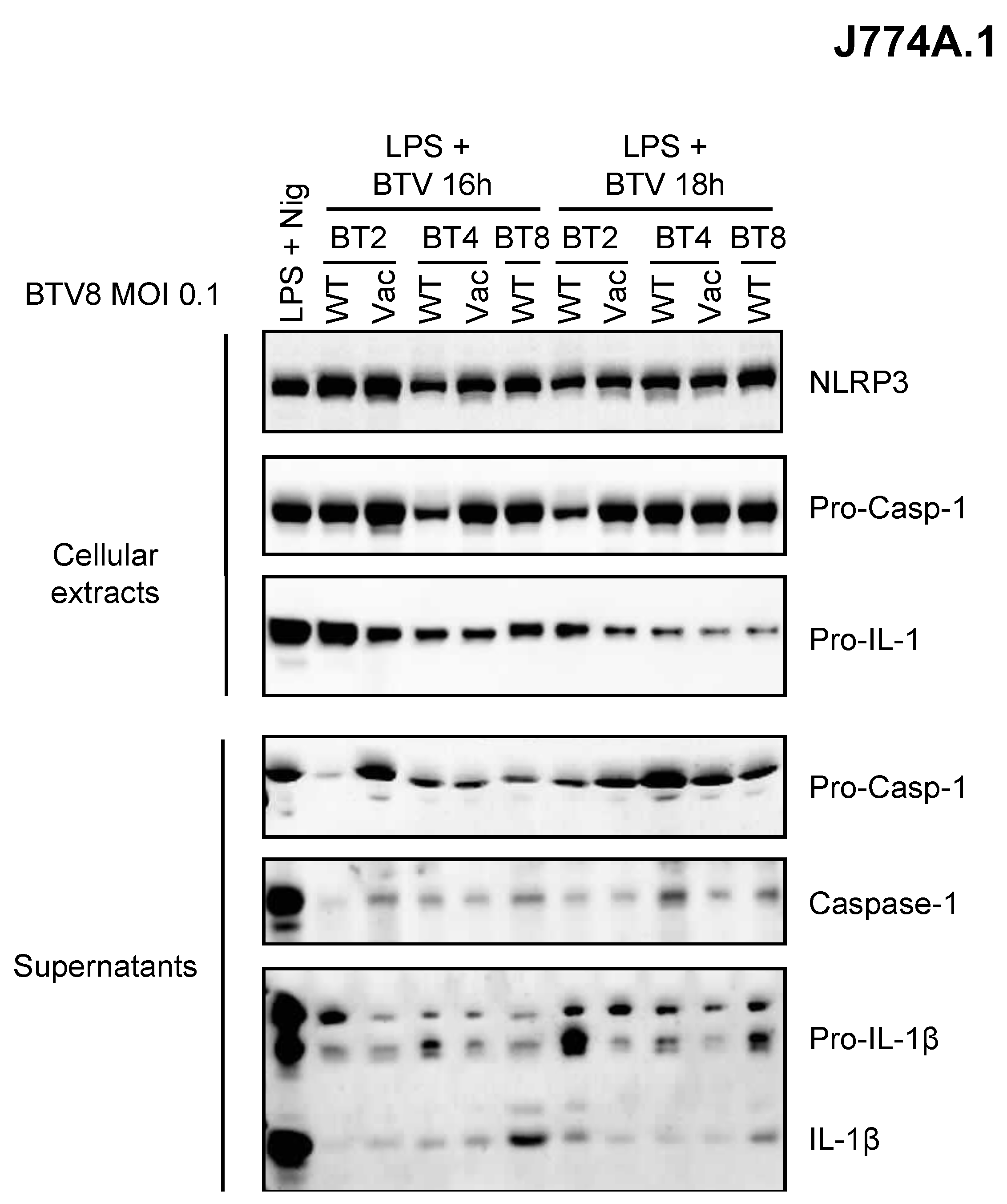 Pathogens 12 00801 g004 Pathogens 12 00801 g004