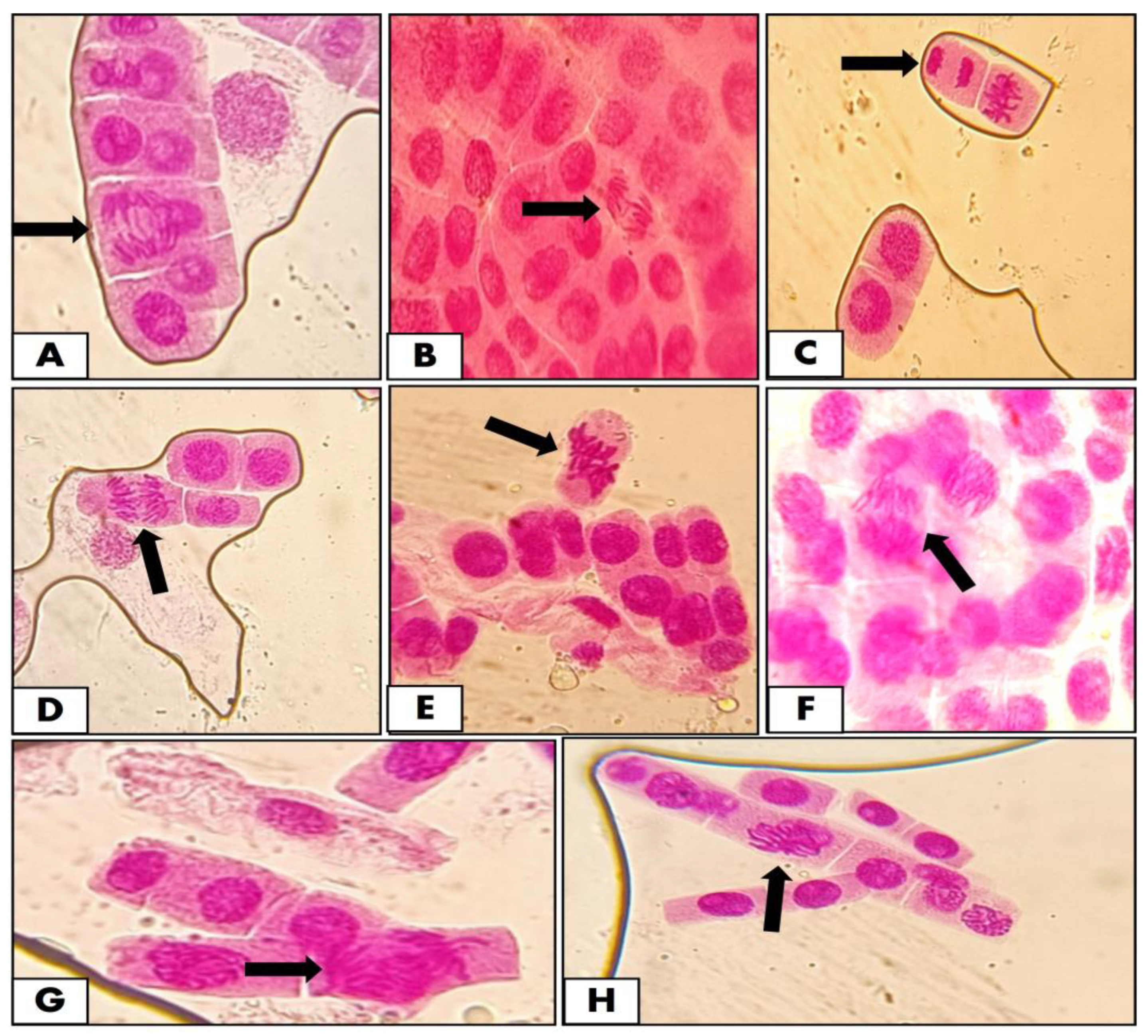 Pathogens 12 00807 g008
