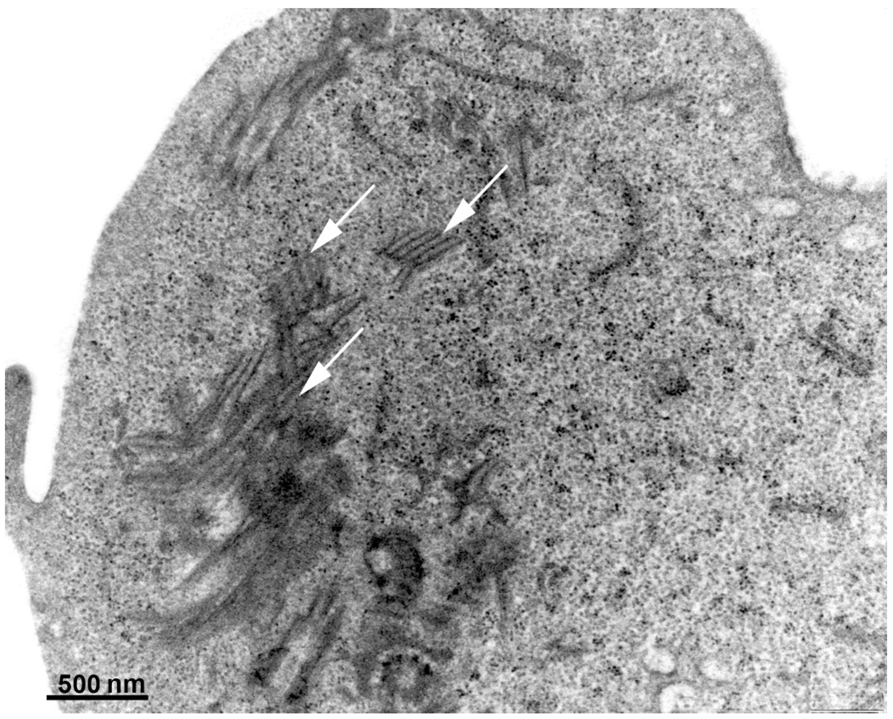 Pathogens 12 00810 g006