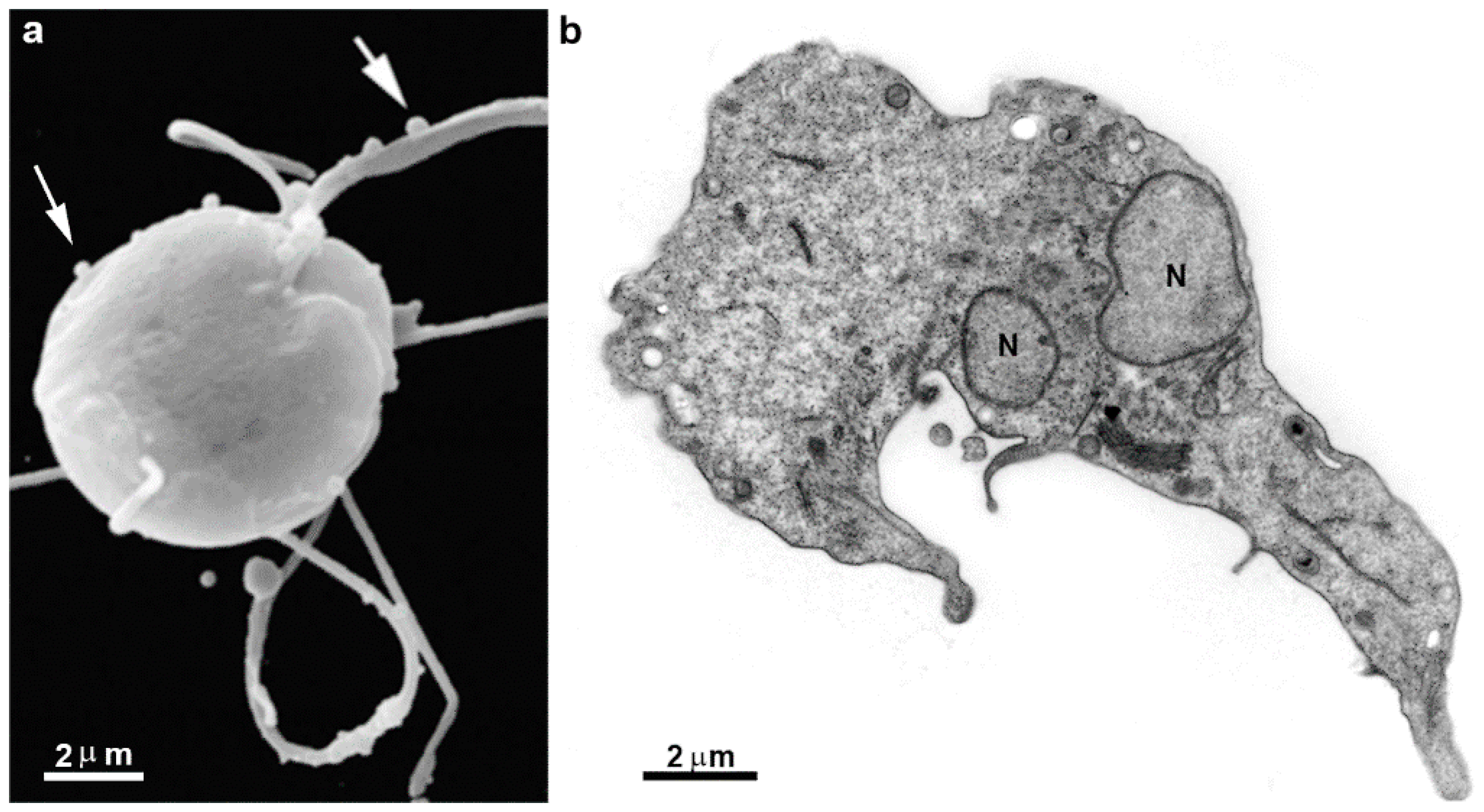 Pathogens 12 00810 g013