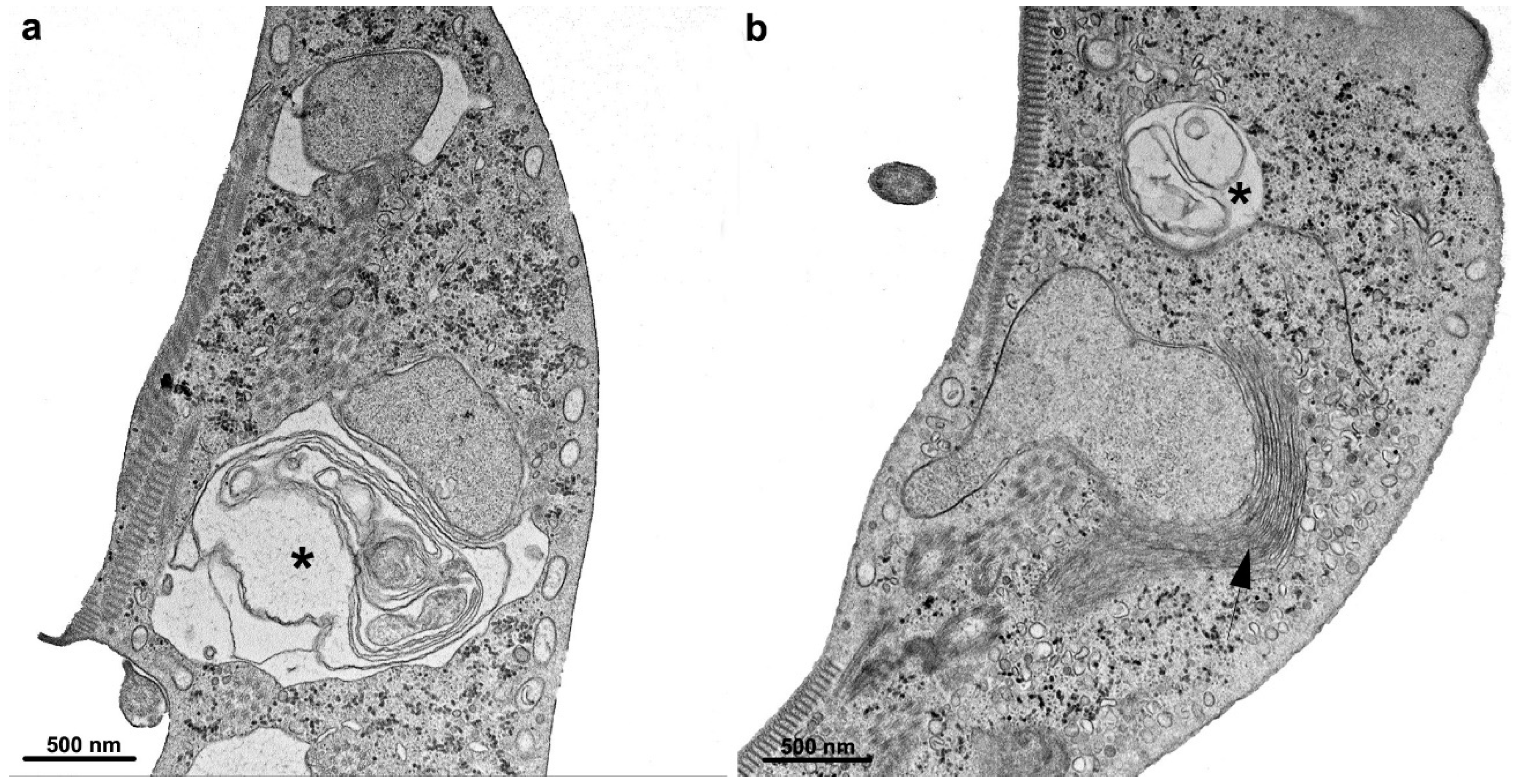 Pathogens 12 00810 g016