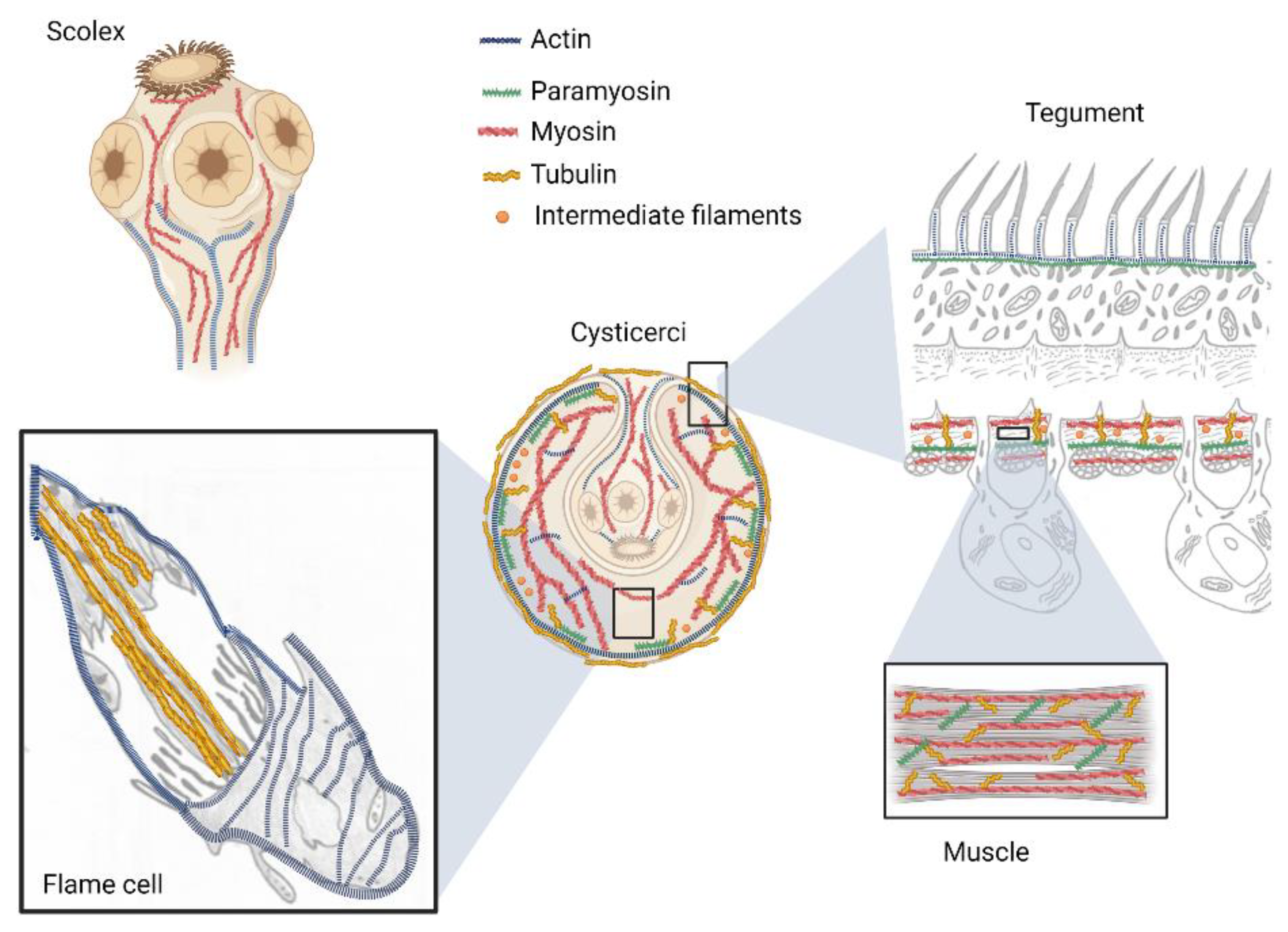 Pathogens 12 00840 g002 Pathogens 12 00840 g002