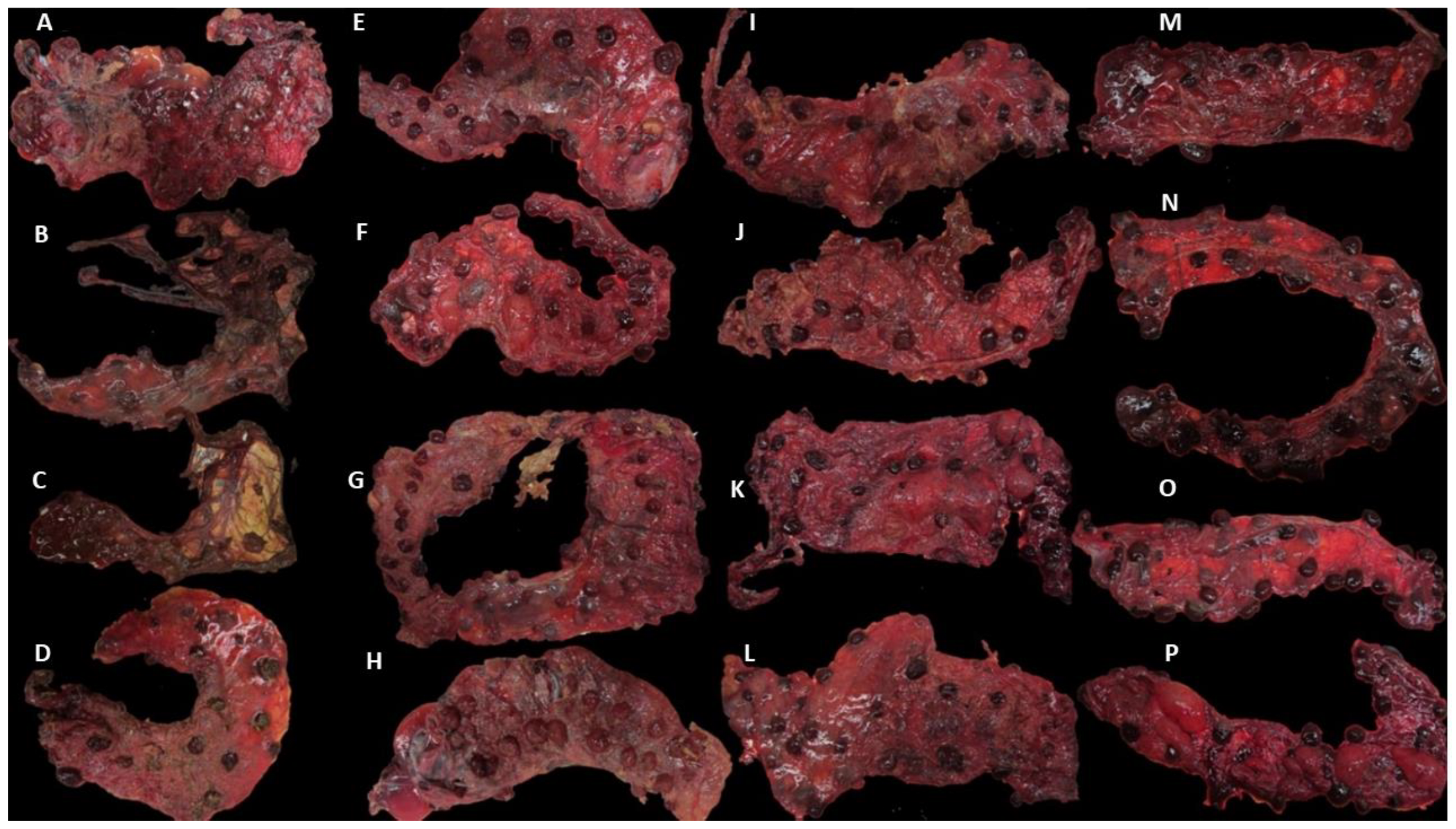 Pathogens 12 00846 g001