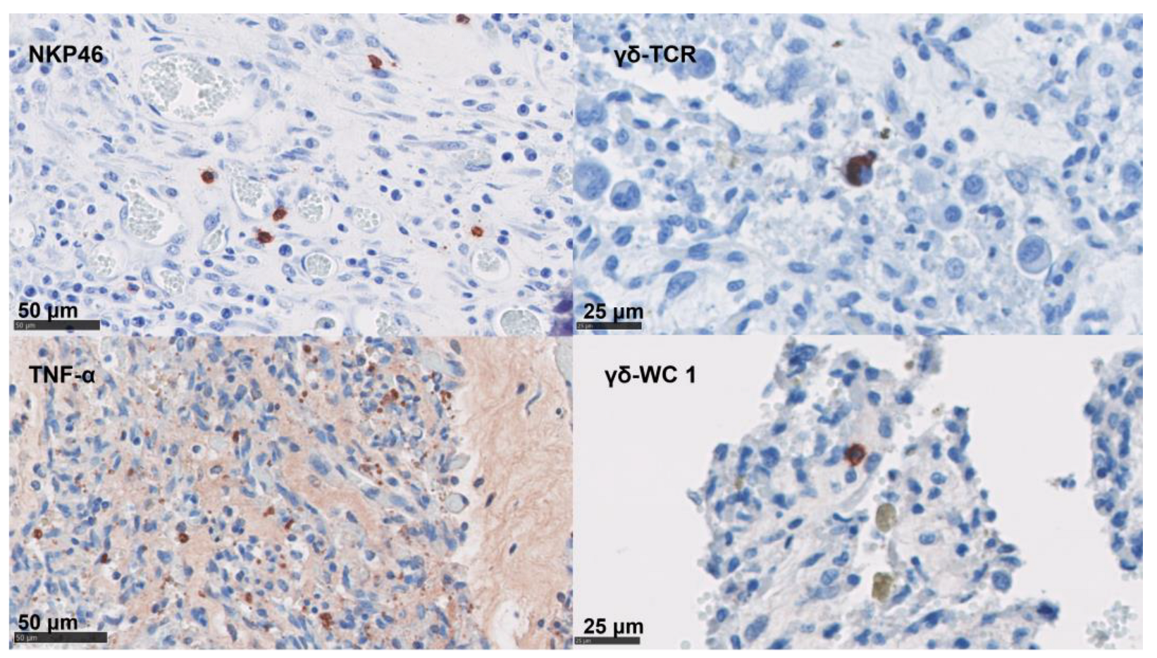 Pathogens 12 00846 g005