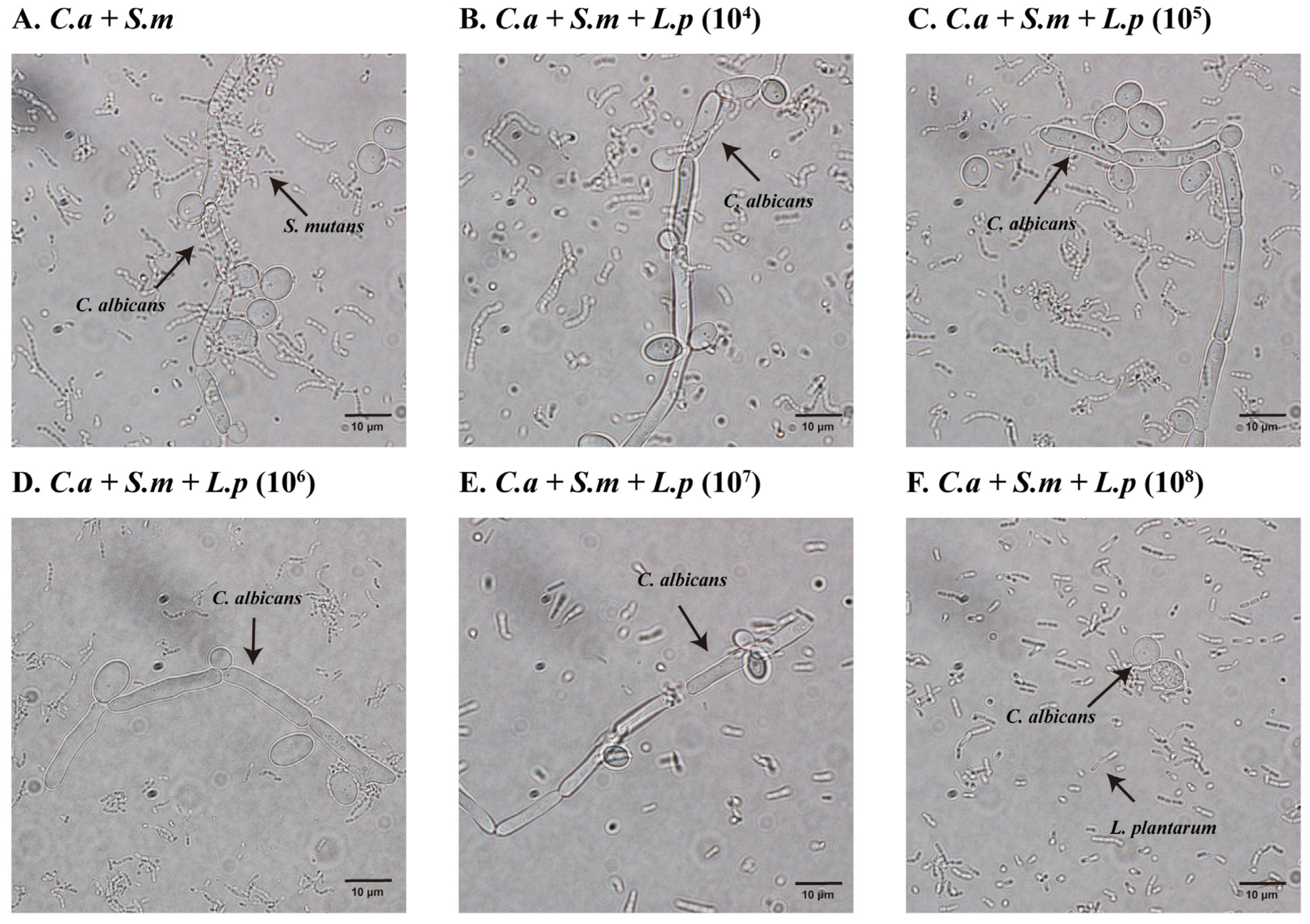 Pathogens 12 00848 g006 Pathogens 12 00848 g006