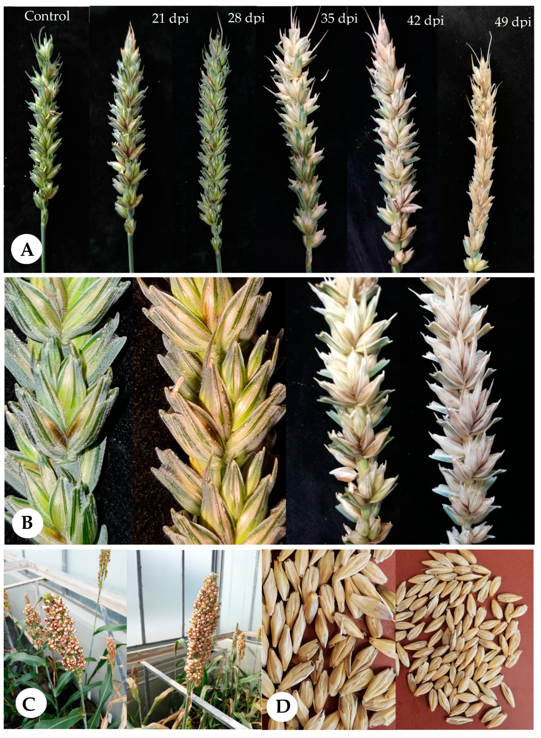 Pathogens 12 00936 g002