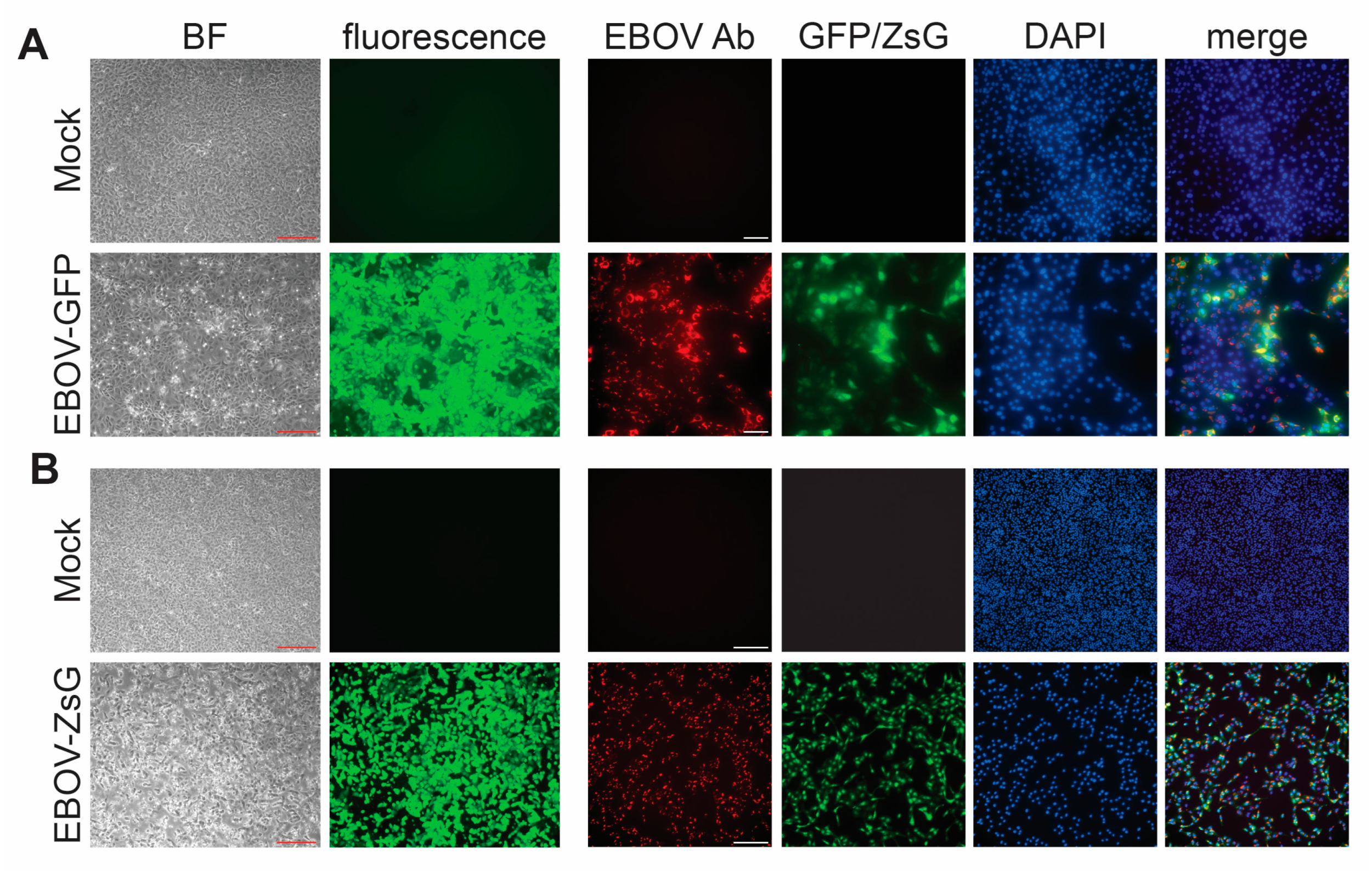 Pathogens 12 00952 g003