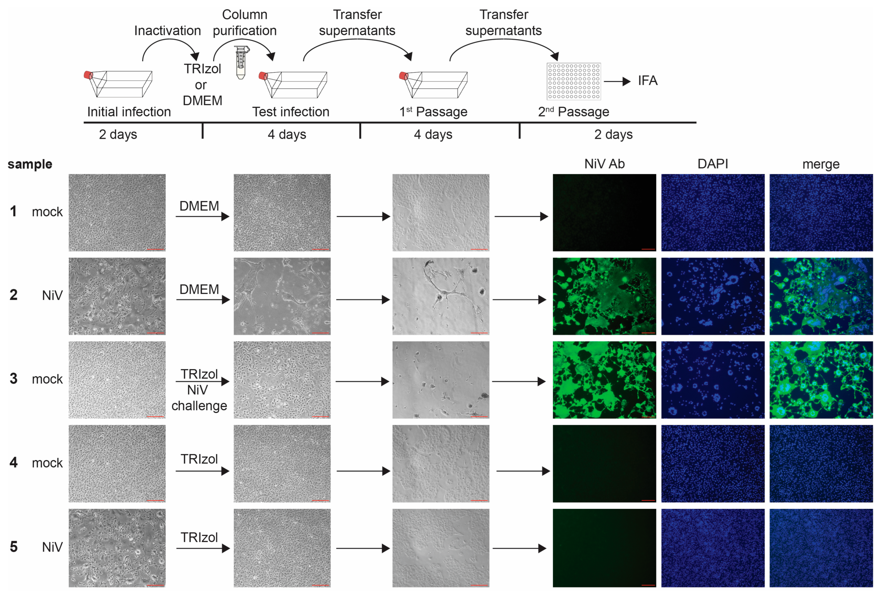 Pathogens 12 00952 g004