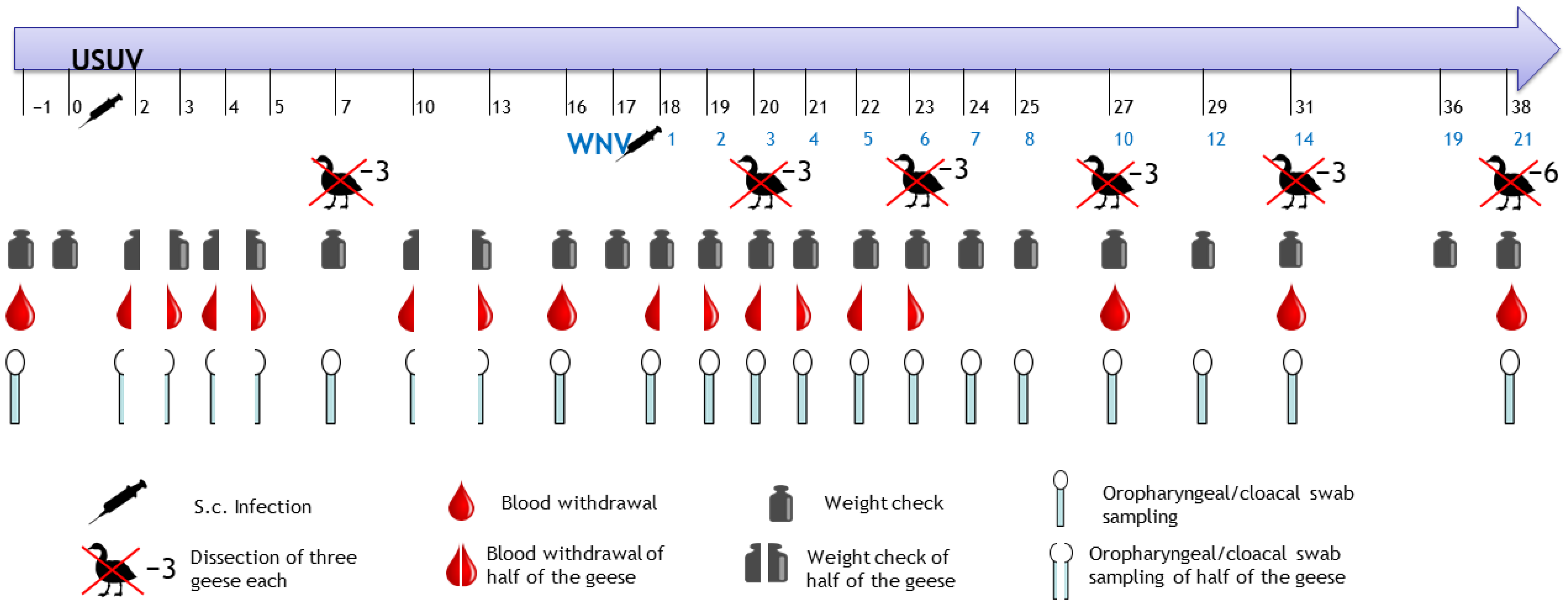Pathogens 12 00959 g001