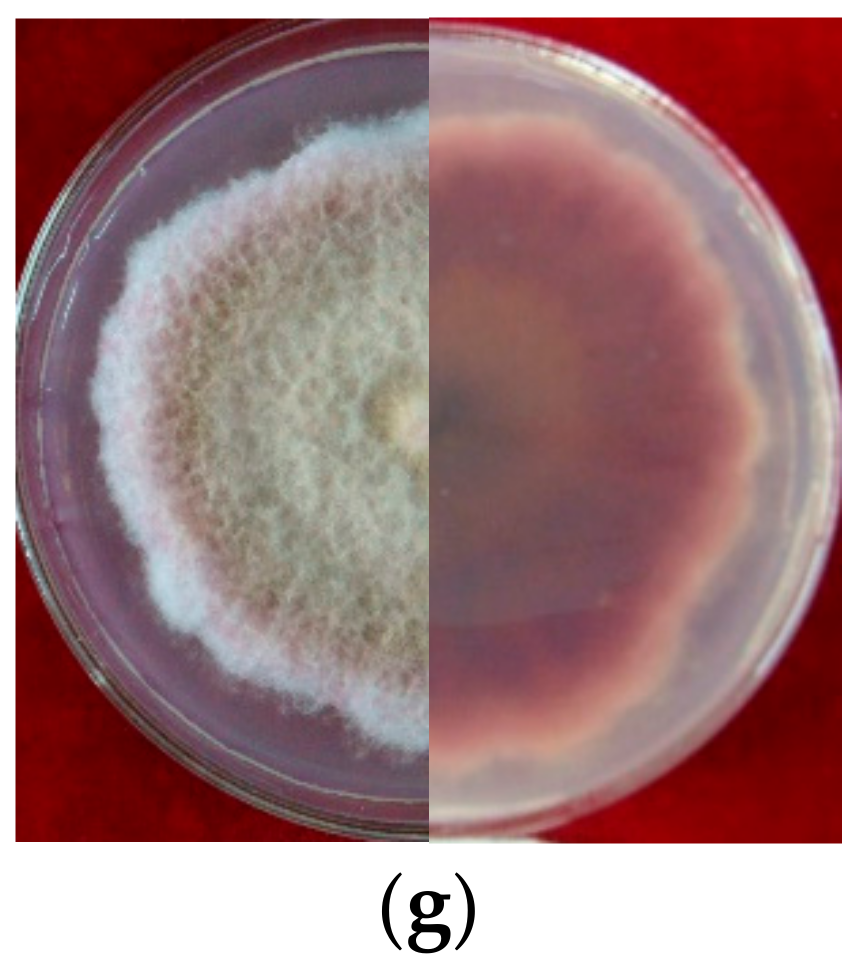 Pathogens 12 00970 g002b