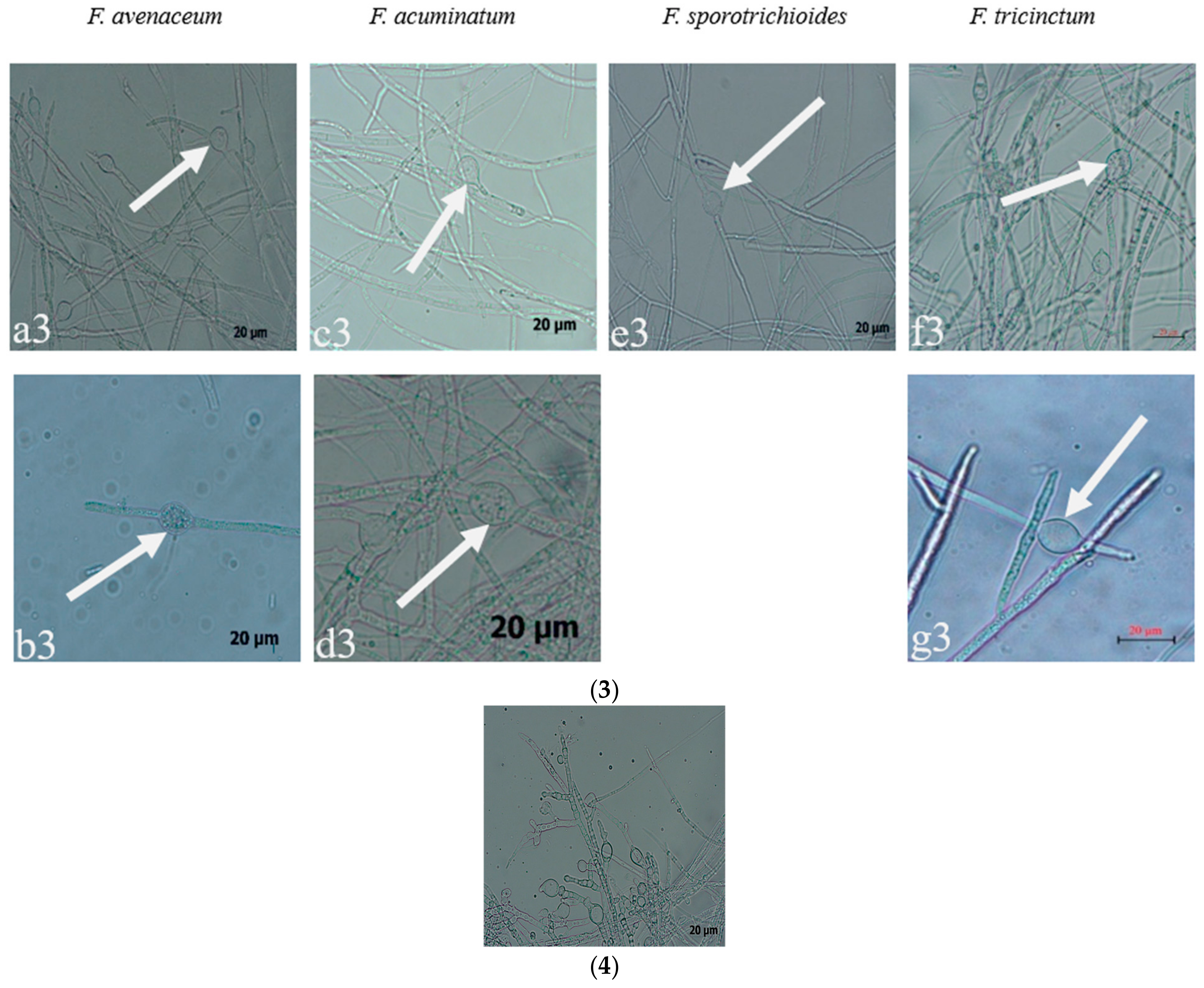 Pathogens 12 00970 g003b