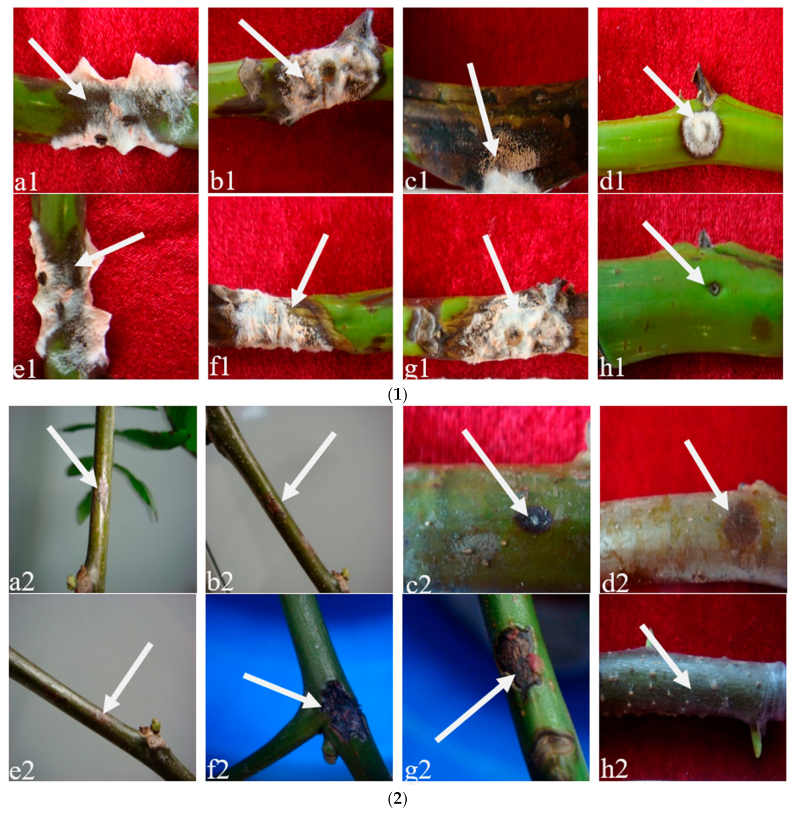 Pathogens 12 00970 g004
