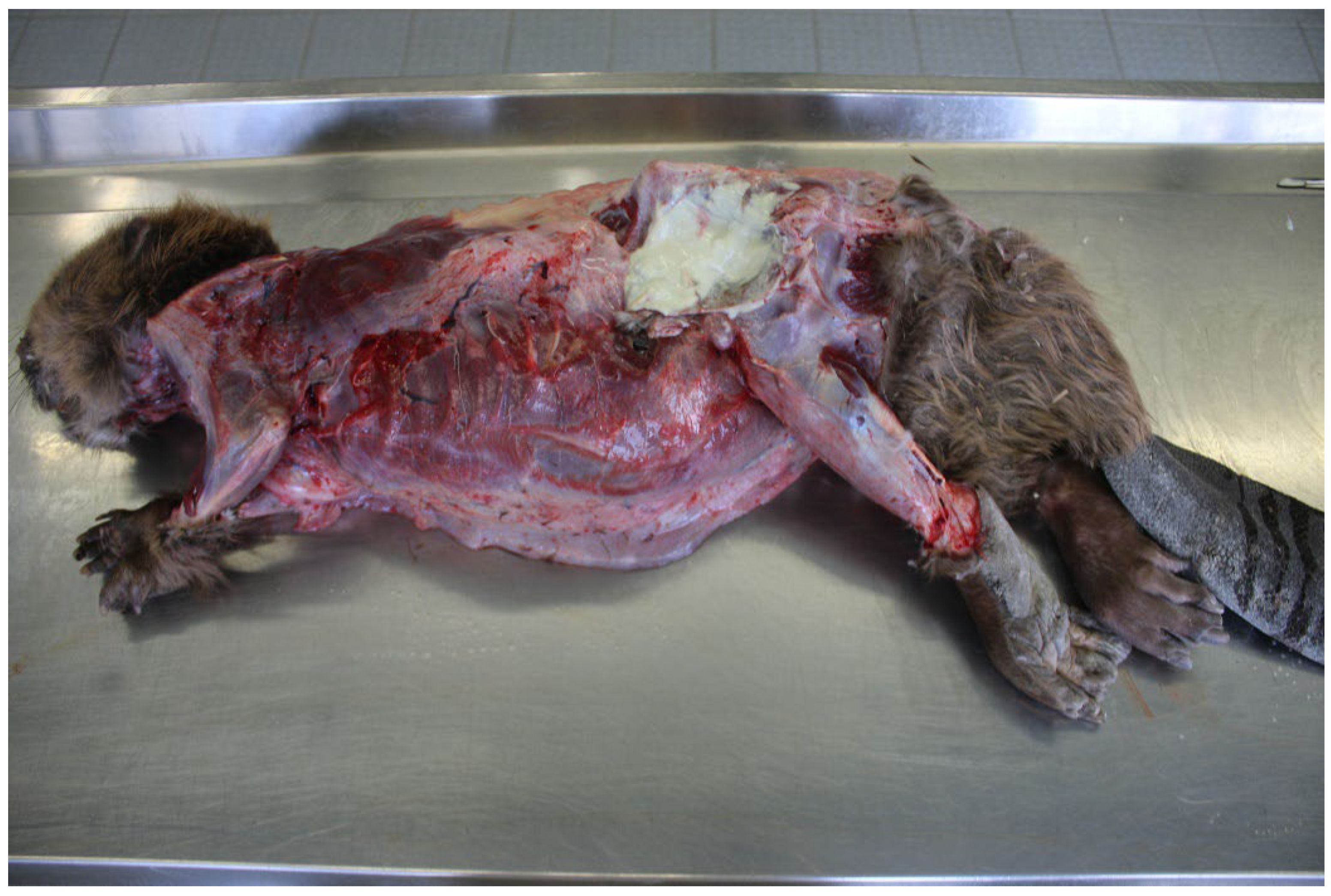 Pathogens 12 00979 g001