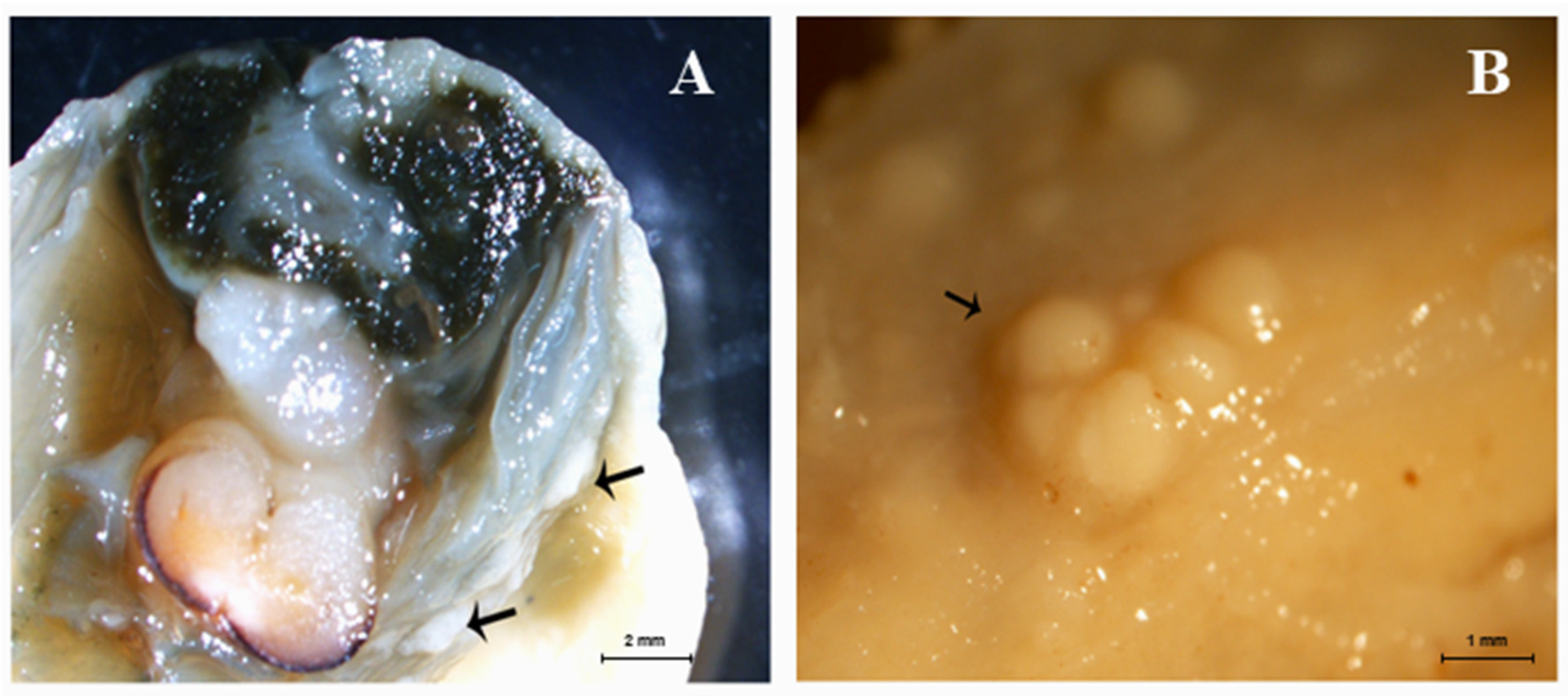 Pathogens 12 00994 g001 Pathogens 12 00994 g001