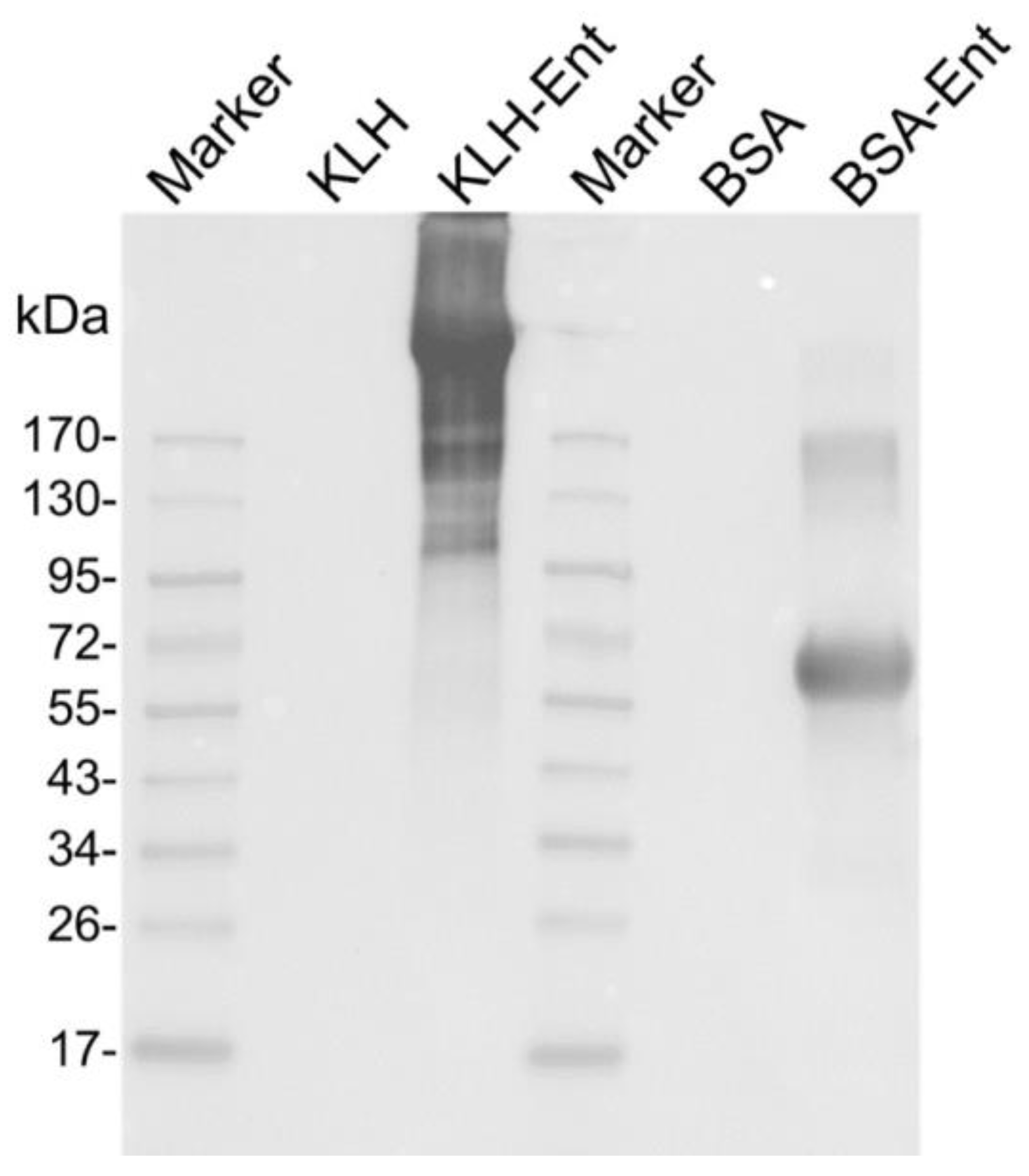 Pathogens 12 01002 g001