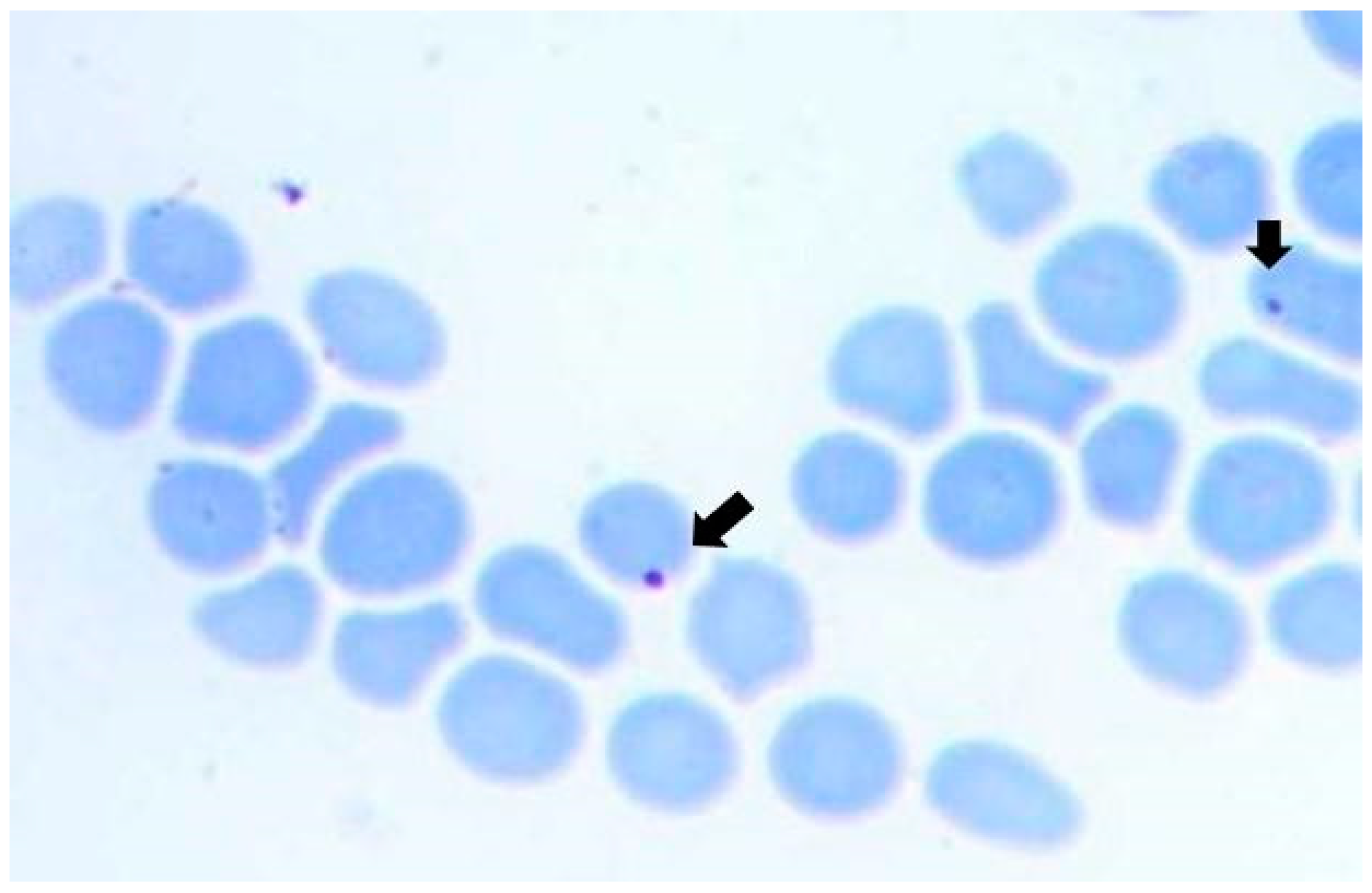 Pathogens 12 01010 g002 Pathogens 12 01010 g002